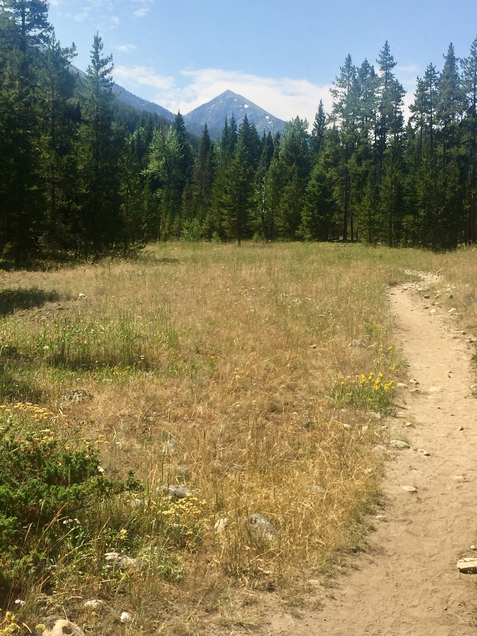 A dirt path winds through a sunlit meadow towards a distant mountain peak. - Pioneer Falls via South Fork Spanish Creek Trail