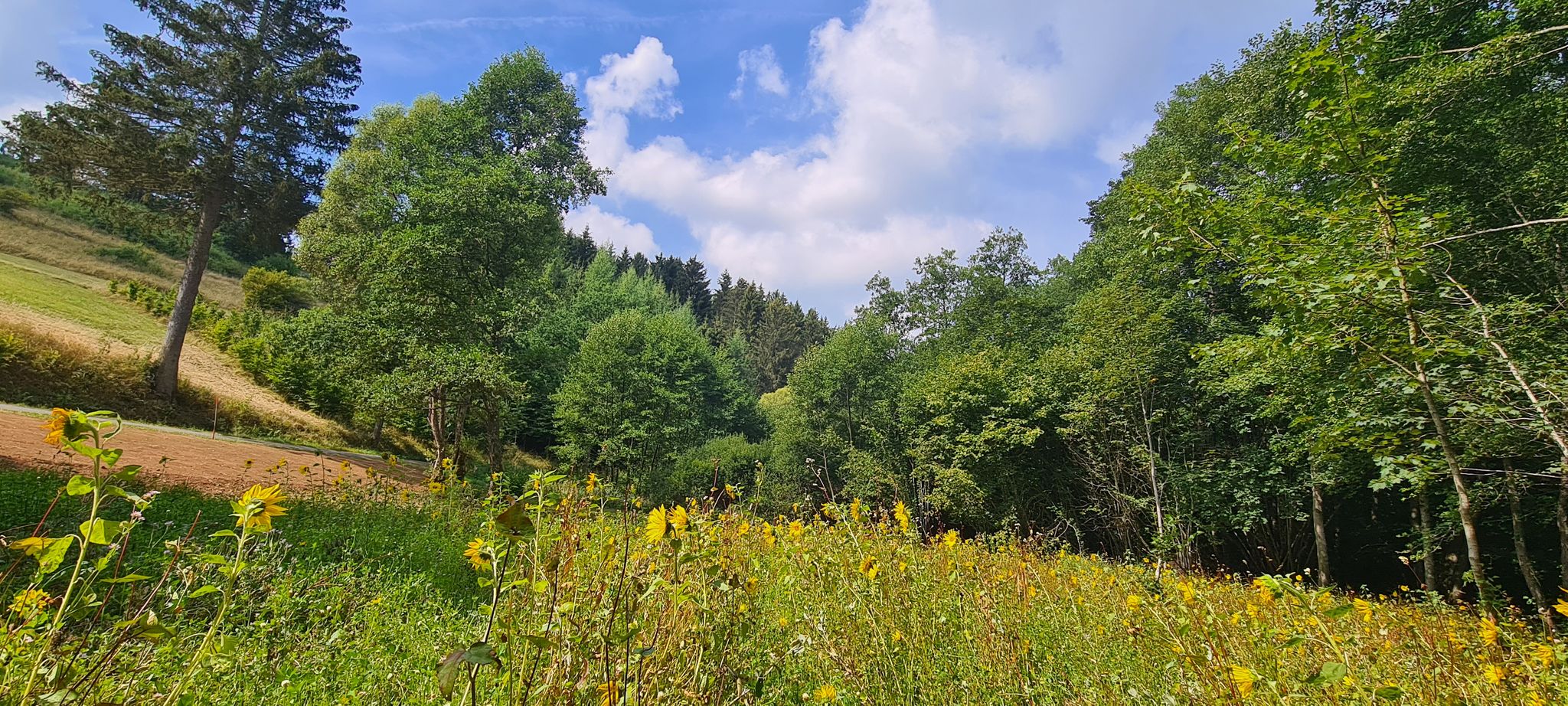 Herrlich kleiner Rastplatz an der Blumenwiese