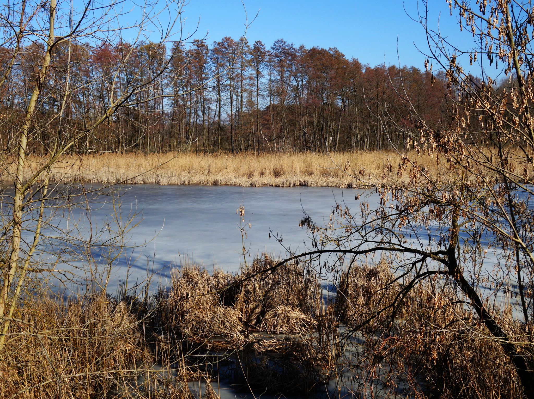 Flachsee nördlich der Eberswalder Straße