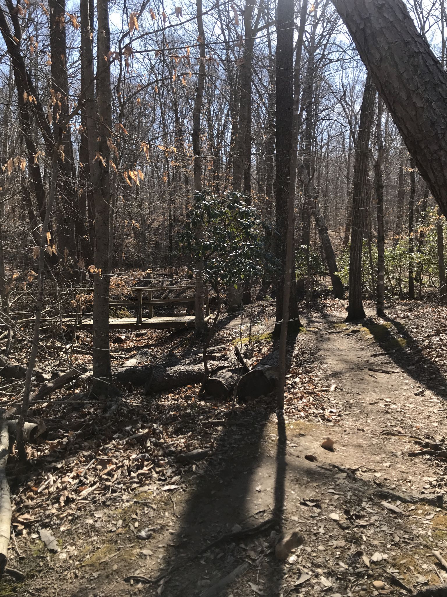 A dirt path through a bare winter forest with a distant bridge. Sunny. - South Valley, High Meadows, and Turkey Run Ridge Trail Loop