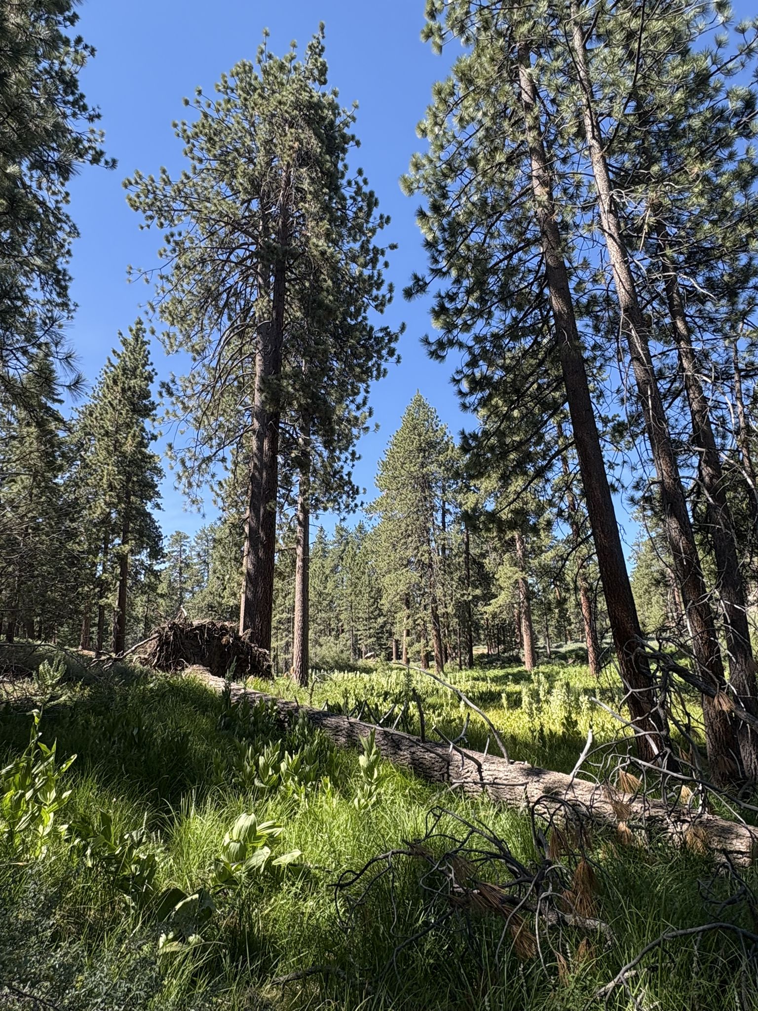 Tall pine trees and lush green undergrowth with a fallen log in sunlight. - Big Gravel Loop