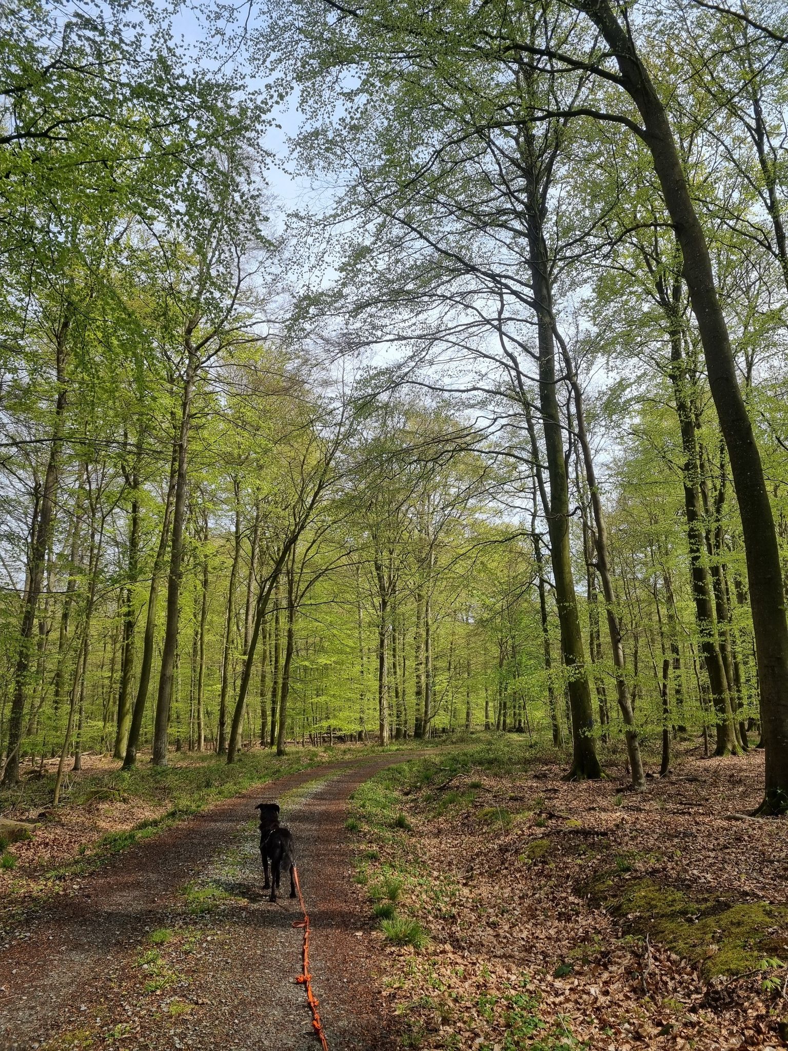 Drülter Wald