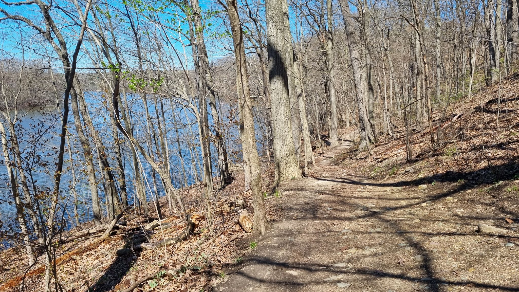 A dirt path winds through a bare forest alongside a blue lake on a sunny day. - Barton-Argo Loop Trail