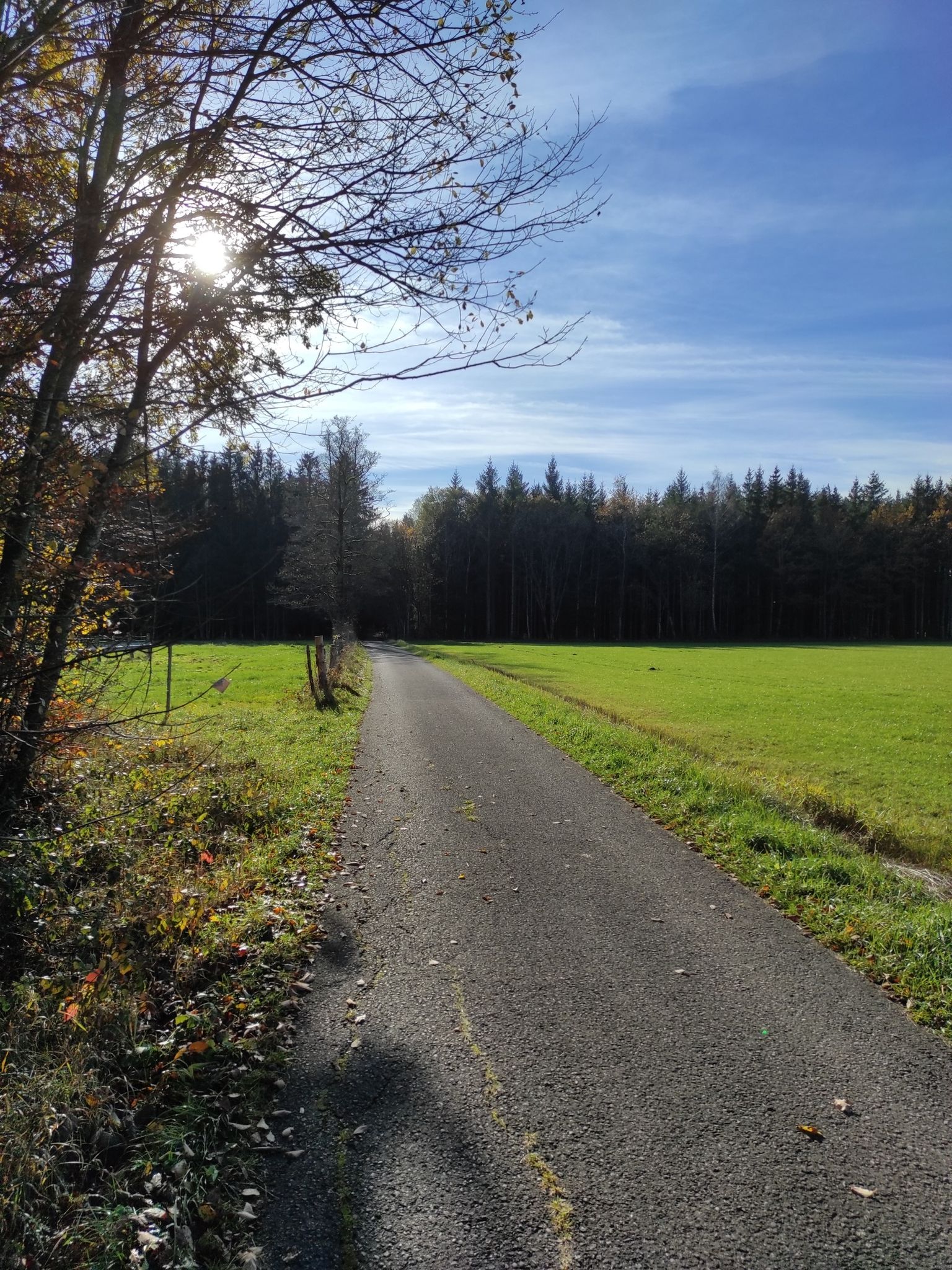 Asphaltierter Forstweg schnurgeradeaus