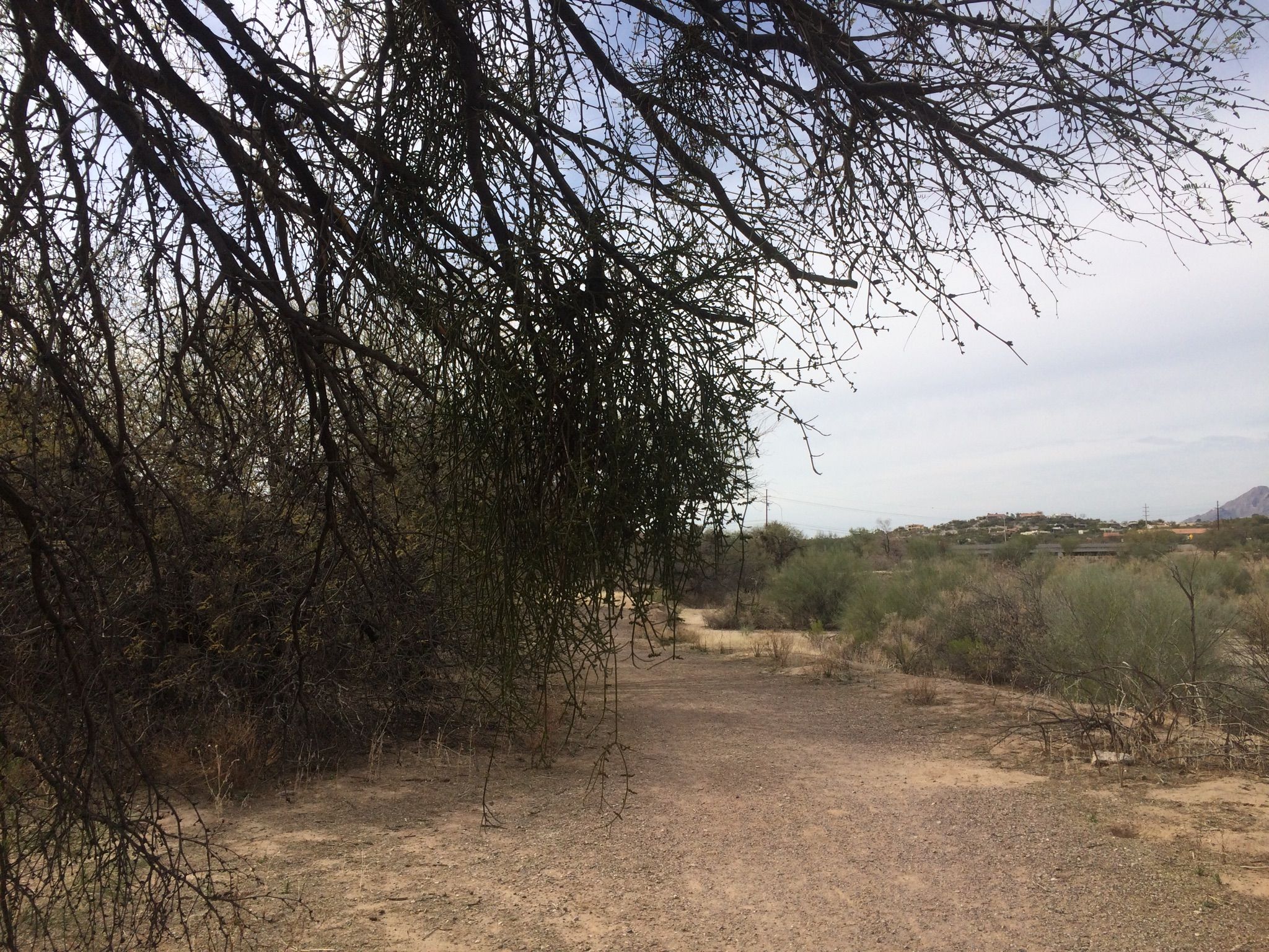 Dirt path through dense, dry desert brush, with a cloudy sky overhead. - Valley of the Moon loop from Trail Dust Town