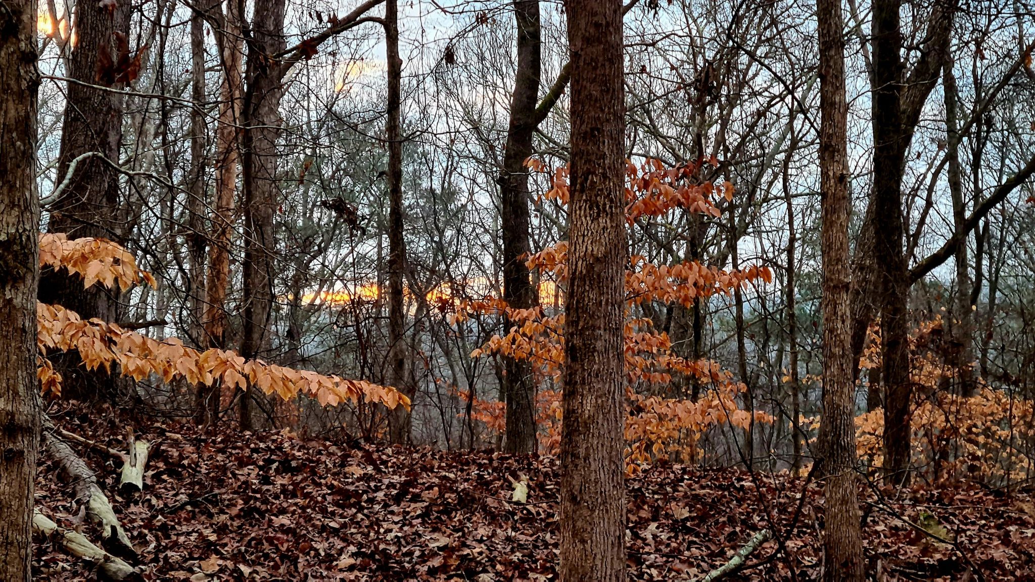 Dense forest with bare trees and scattered orange-brown leaves on the ground. - Cochran Shoals Trail