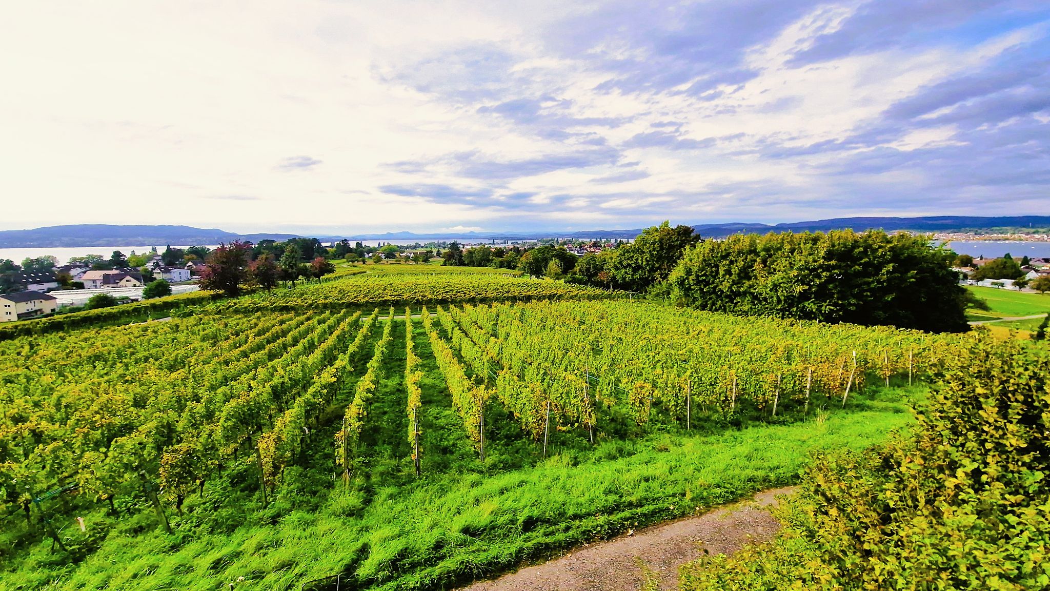 Das Klima der Insel macht "Weinberge" ohne wesentliches Gefälle möglich