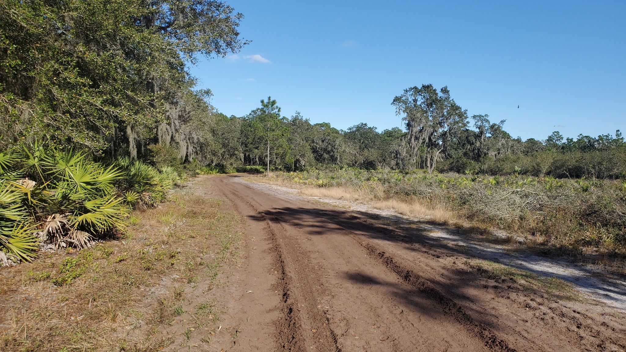 Wide dirt road through a sunny, wooded landscape with green foliage. - Three Lakes Loop