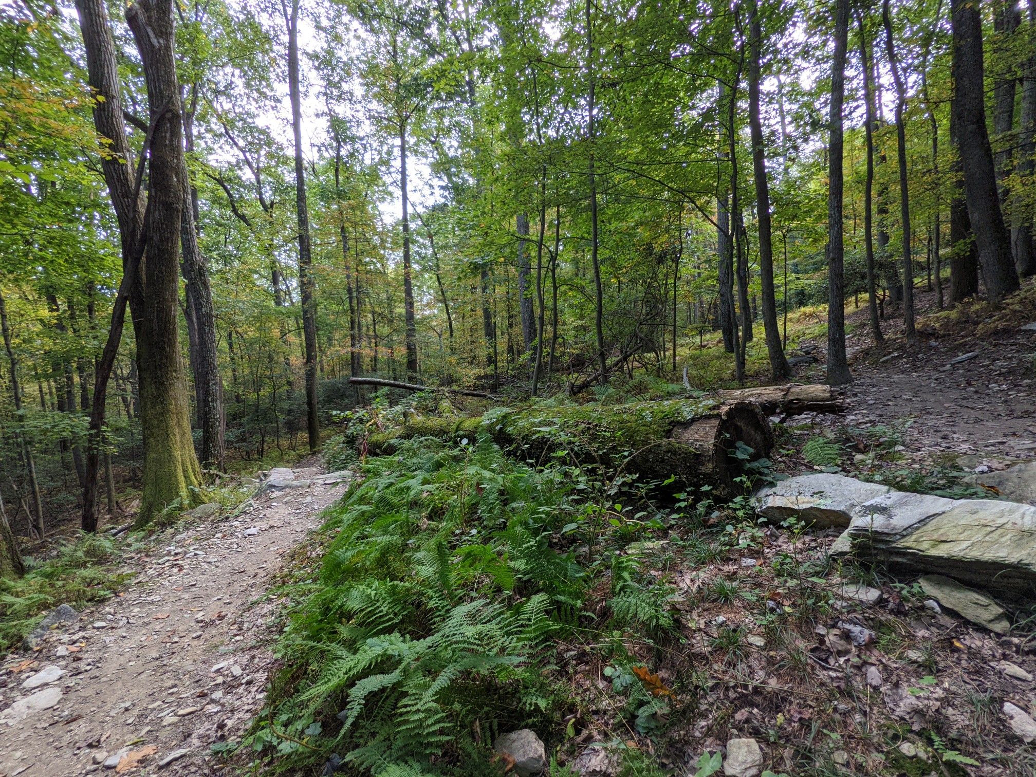 A winding dirt path through a dense, green forest with fallen logs. - North Frederick Overlook – Gambrill State Park loop from Gambrill State Park