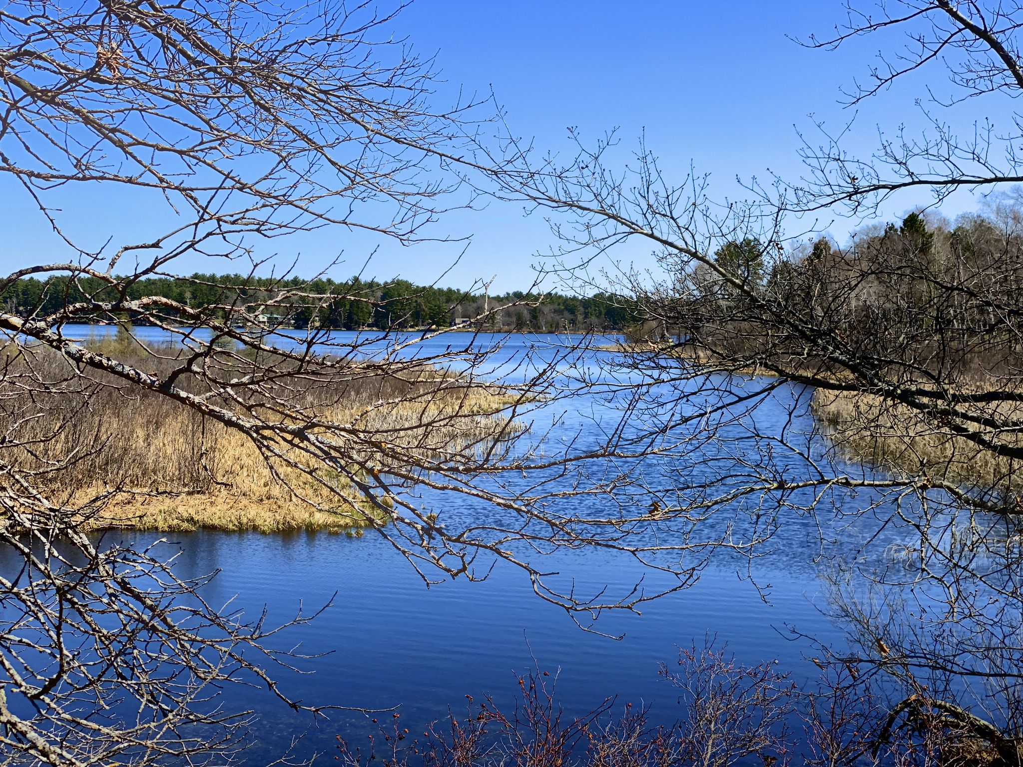 Blue lake surrounded by bare trees and marshland under a clear sky. - Nisswa Gazebo and City Hall – Paul Bunyan Trail, Nisswa loop from Lake Hubert