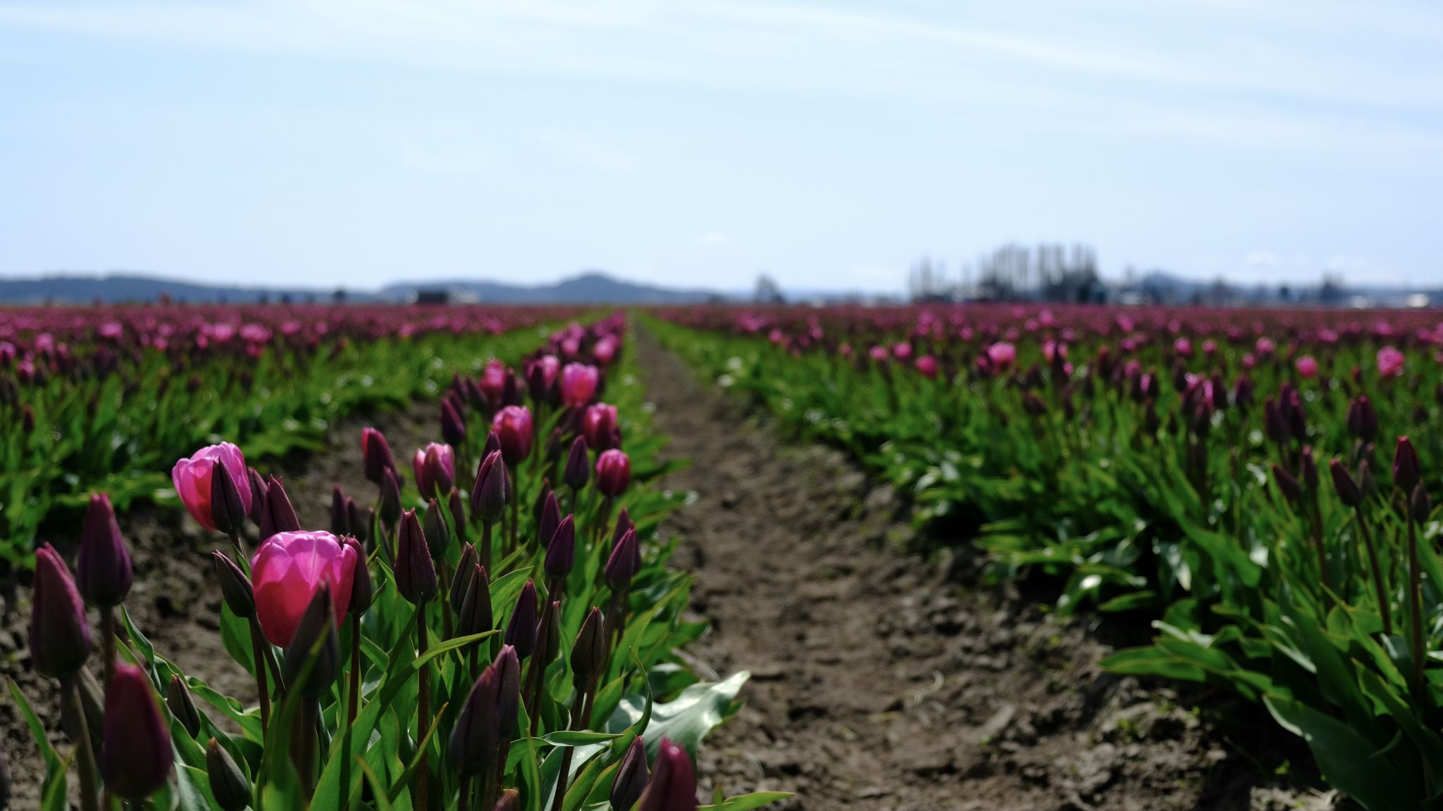 Close-up of rows of pink tulips in a vast field under a blue sky. - Bike loop from 16005 La Conner-Whitney Rd