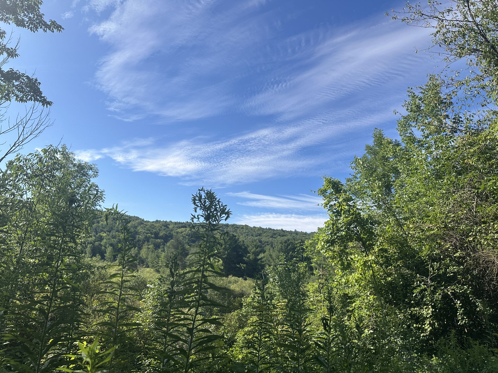 Lush green forested hills under a bright blue sky with wispy clouds. - Hickory Ridge loop from Hickory Ridge
