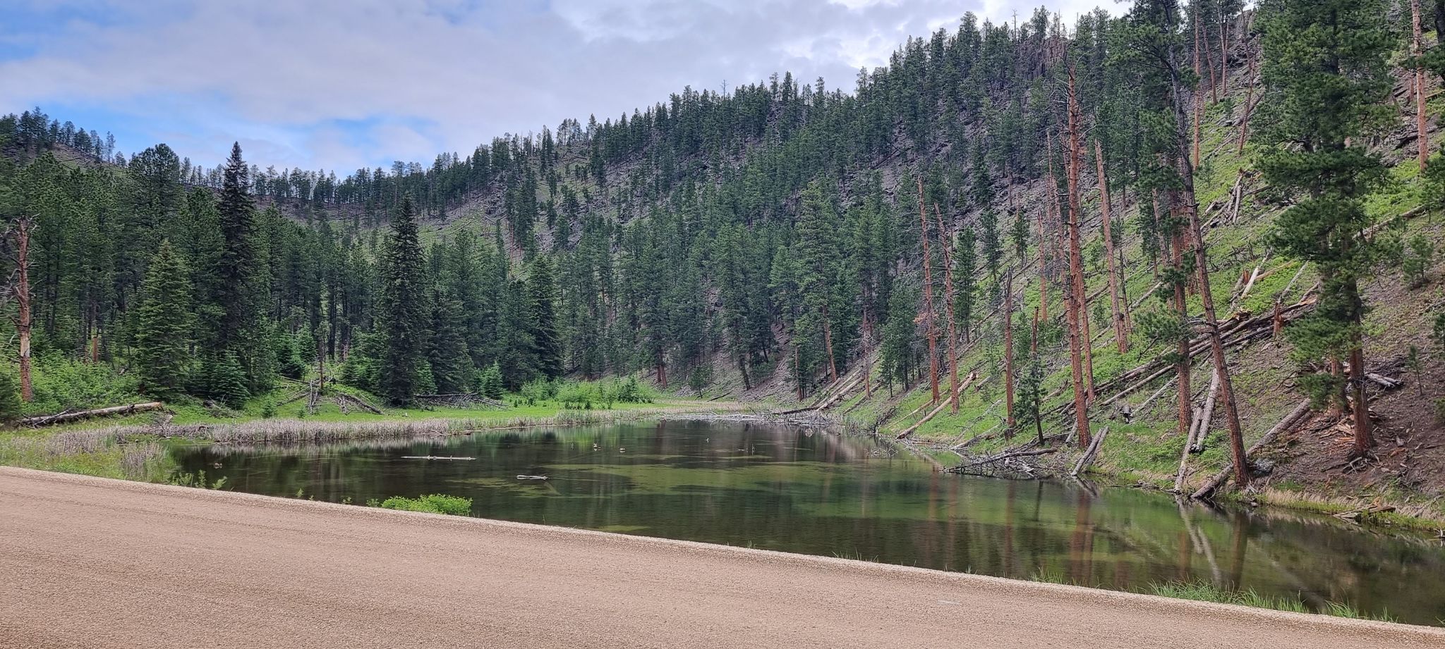 A calm pond next to a dirt road, surrounded by dense pine forest. - Rapid City to Hill City loop