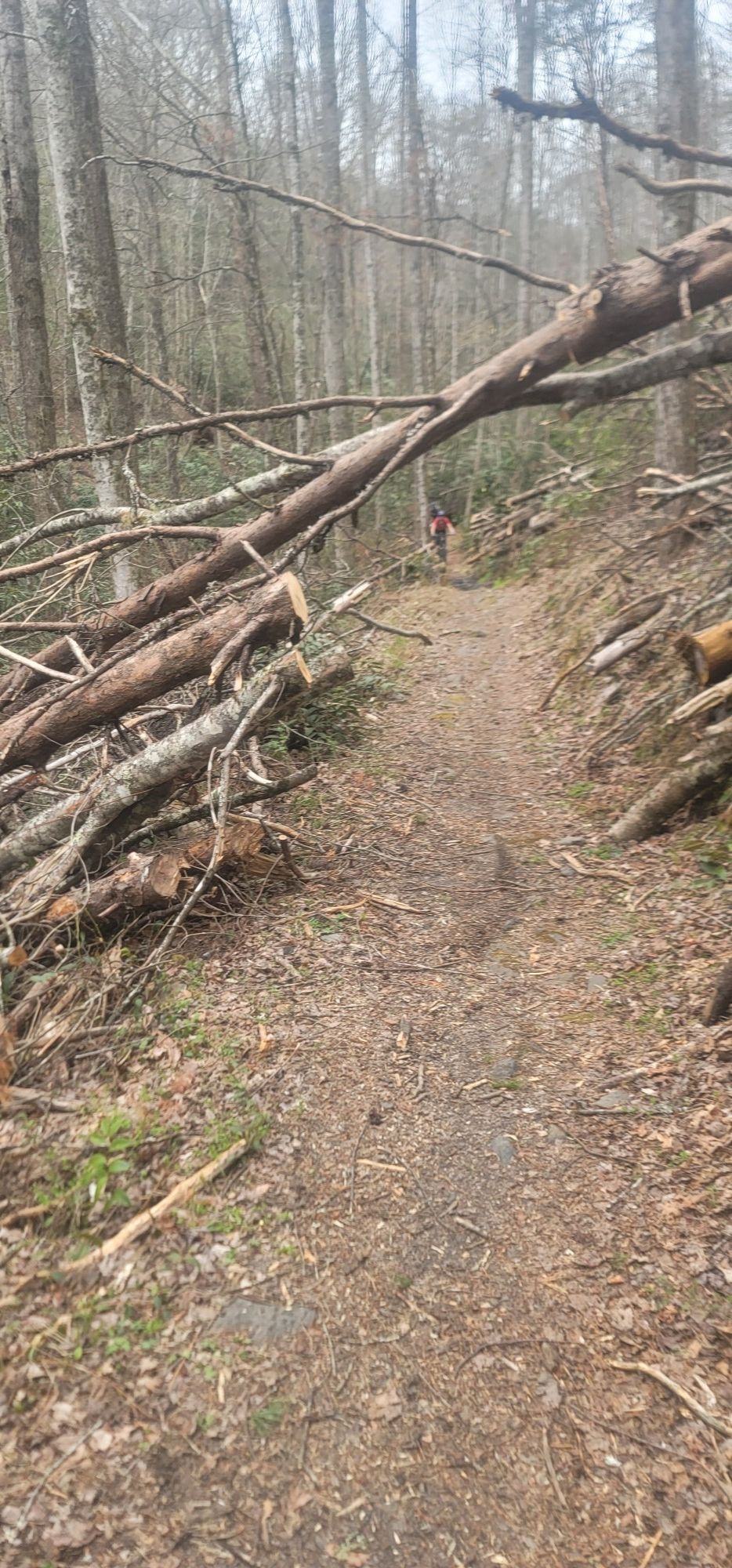 A dirt path through a forest, blocked by many fallen logs. - Brush Creek Trail