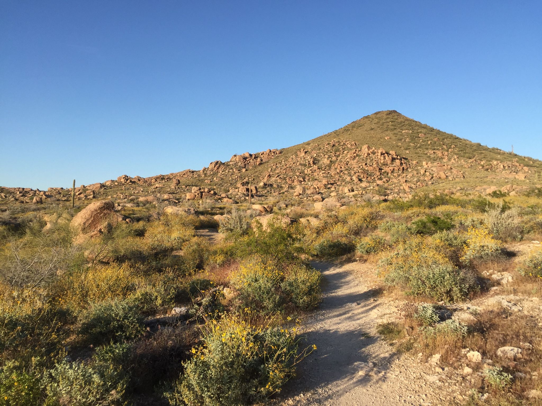 Sunny desert landscape with a dirt path leading to a rocky hill. - Brown's Mountain Trail – Brown's Mountain loop from McDowell Sonoran Preserve