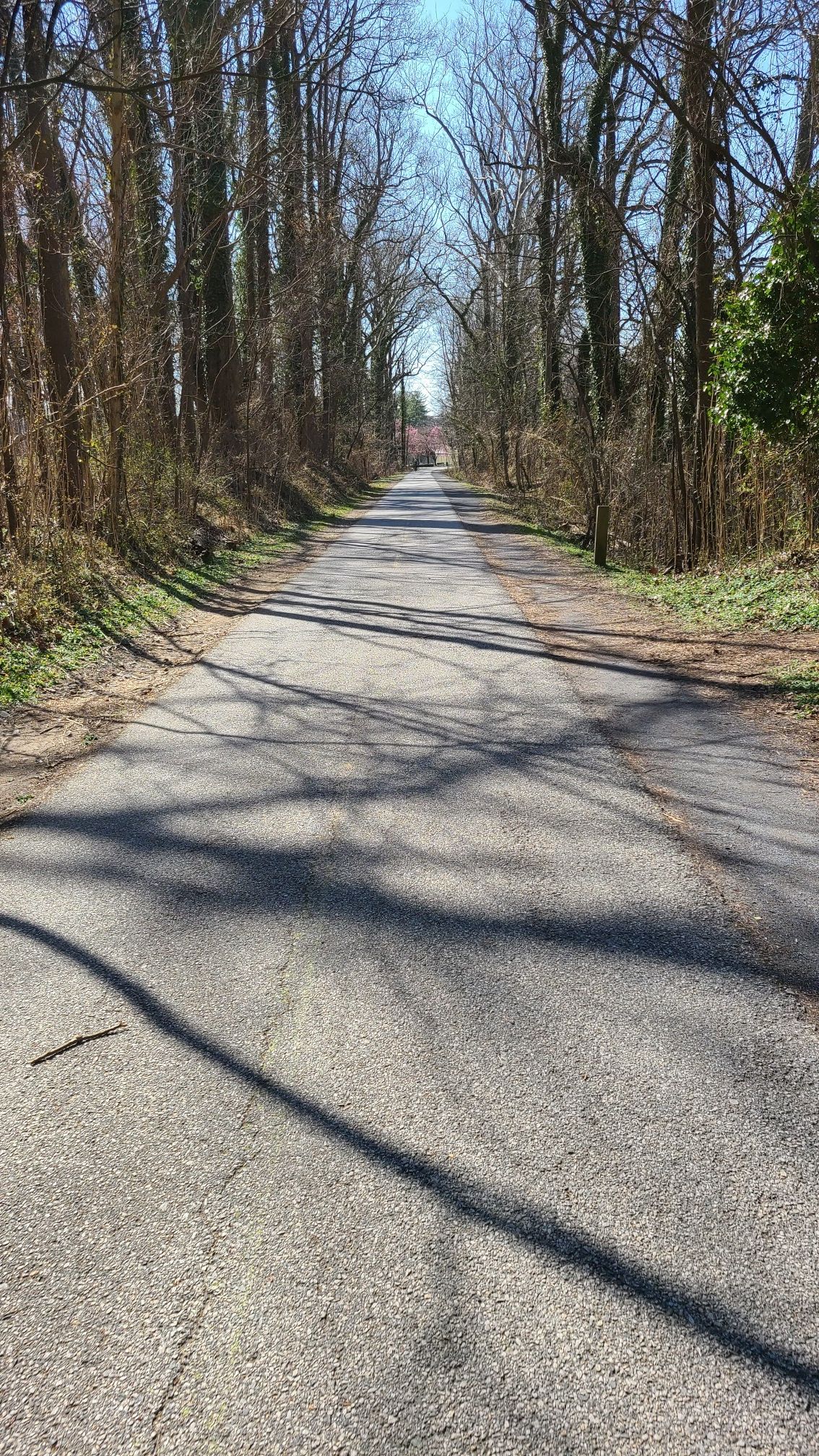 Long paved road lined with tall bare trees under bright sunlight. - Upper Potomac River Loop around northwest of Washington, D.C.