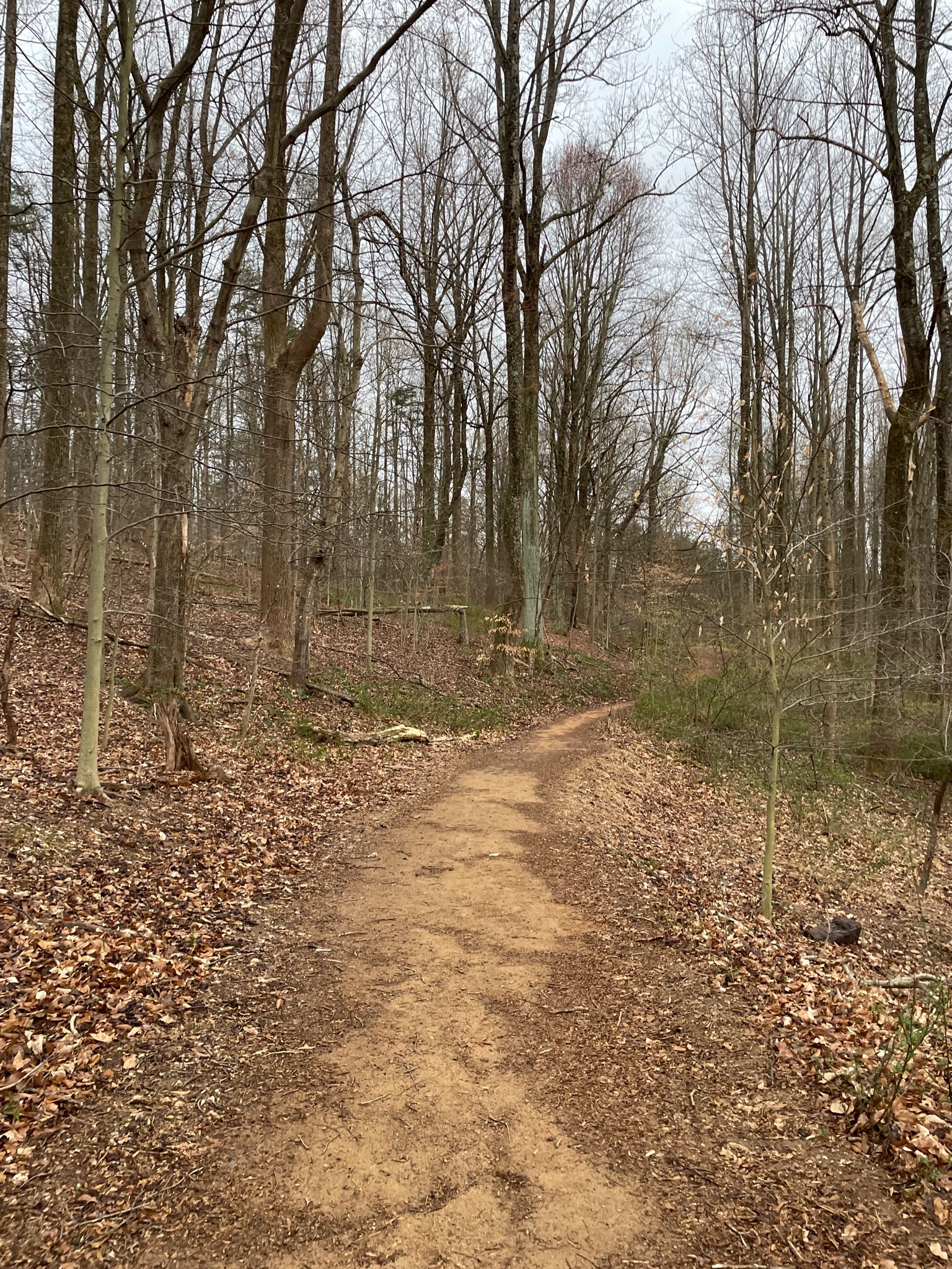 A dirt path forks in a bare winter forest under an overcast sky. - Loch Raven Dam loop