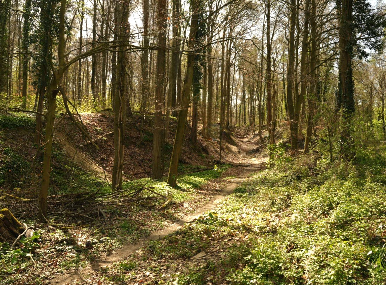 Sonne im Wald