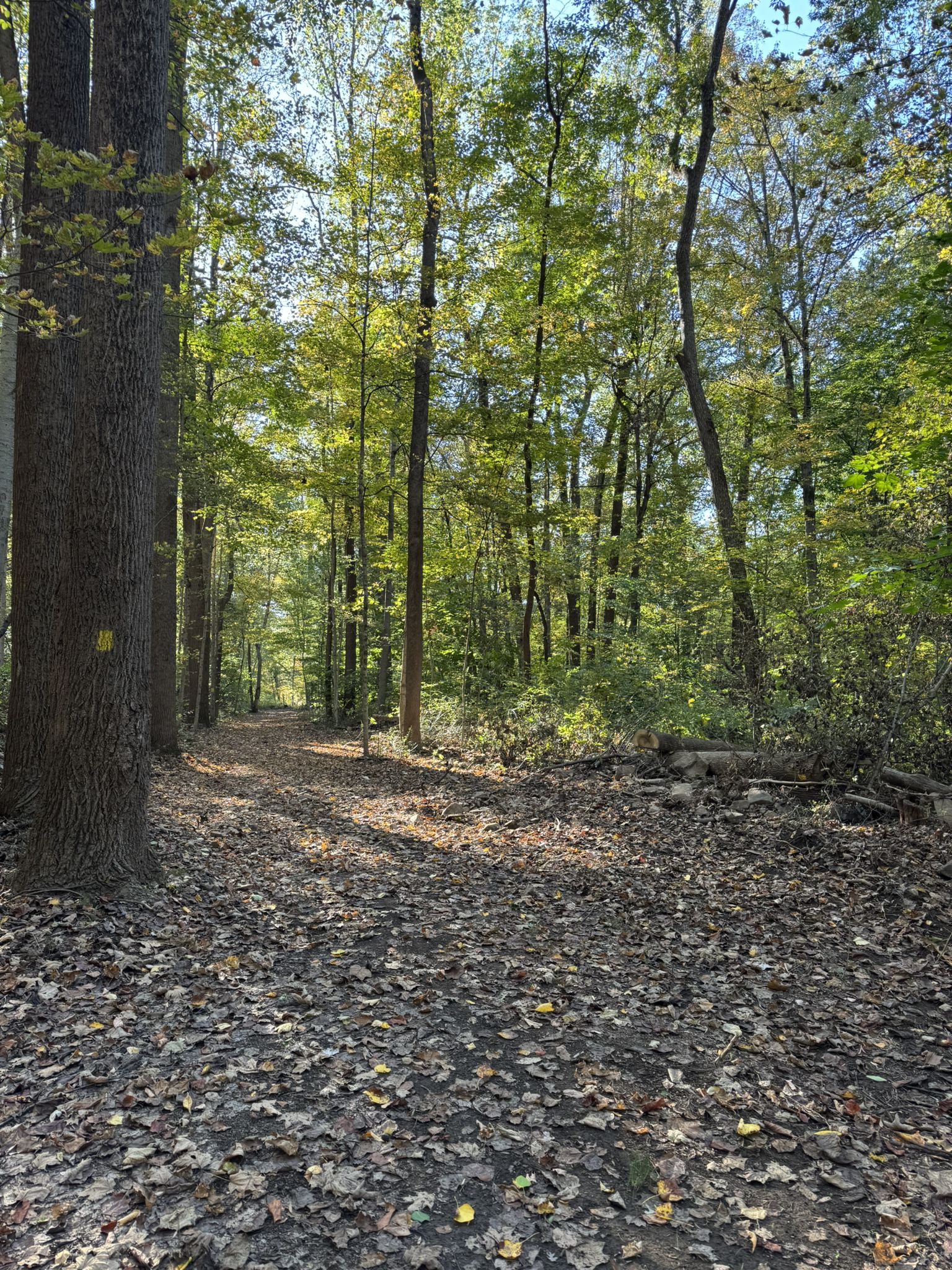 Forest path covered in autumn leaves with dappled sunlight filtering through trees. - Running loop from Amity Gardens