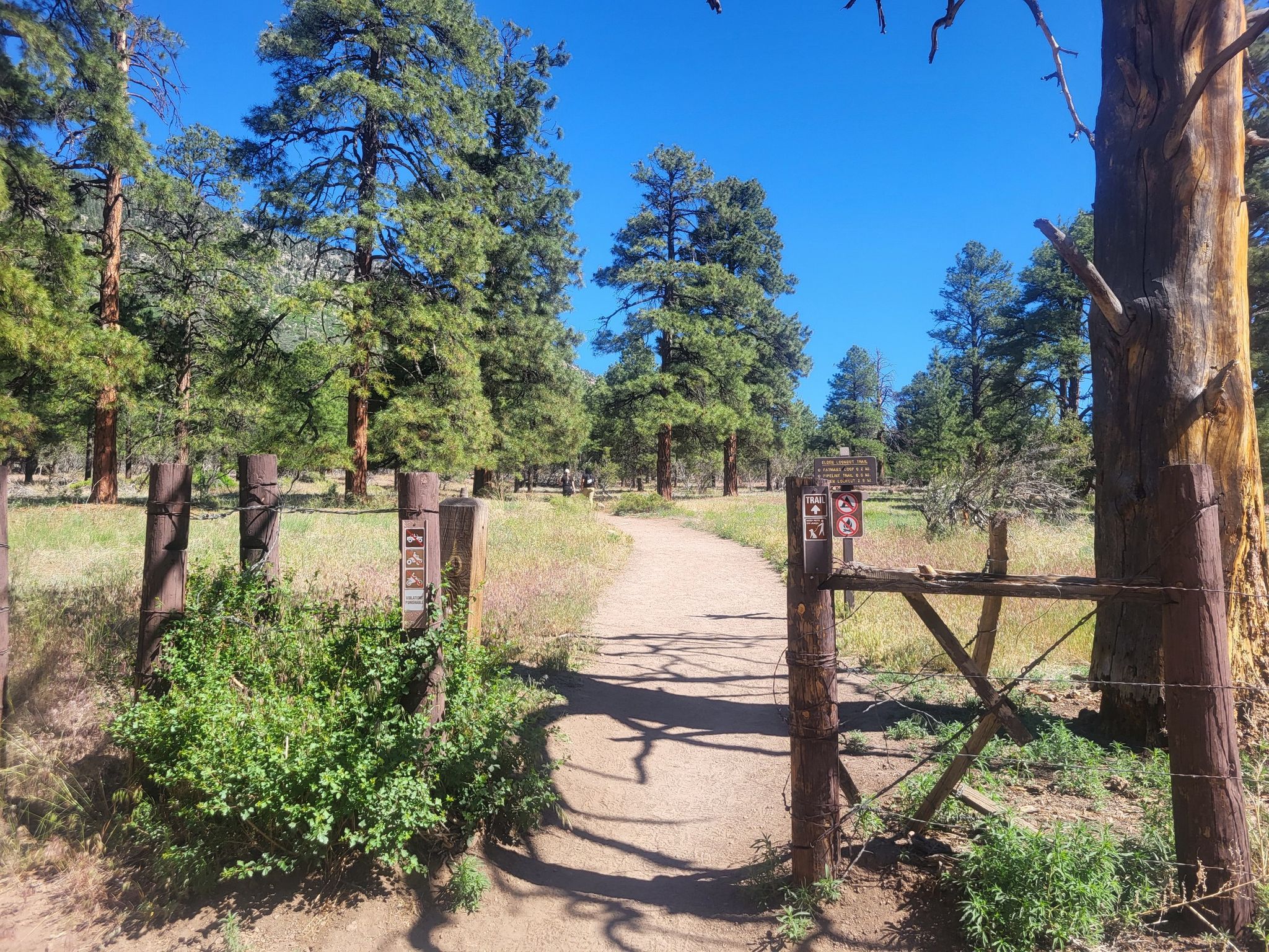 A dirt path enters a sunny pine forest, framed by rustic wooden fence posts. - Fatman's Rock loop from Flagstaff Mall