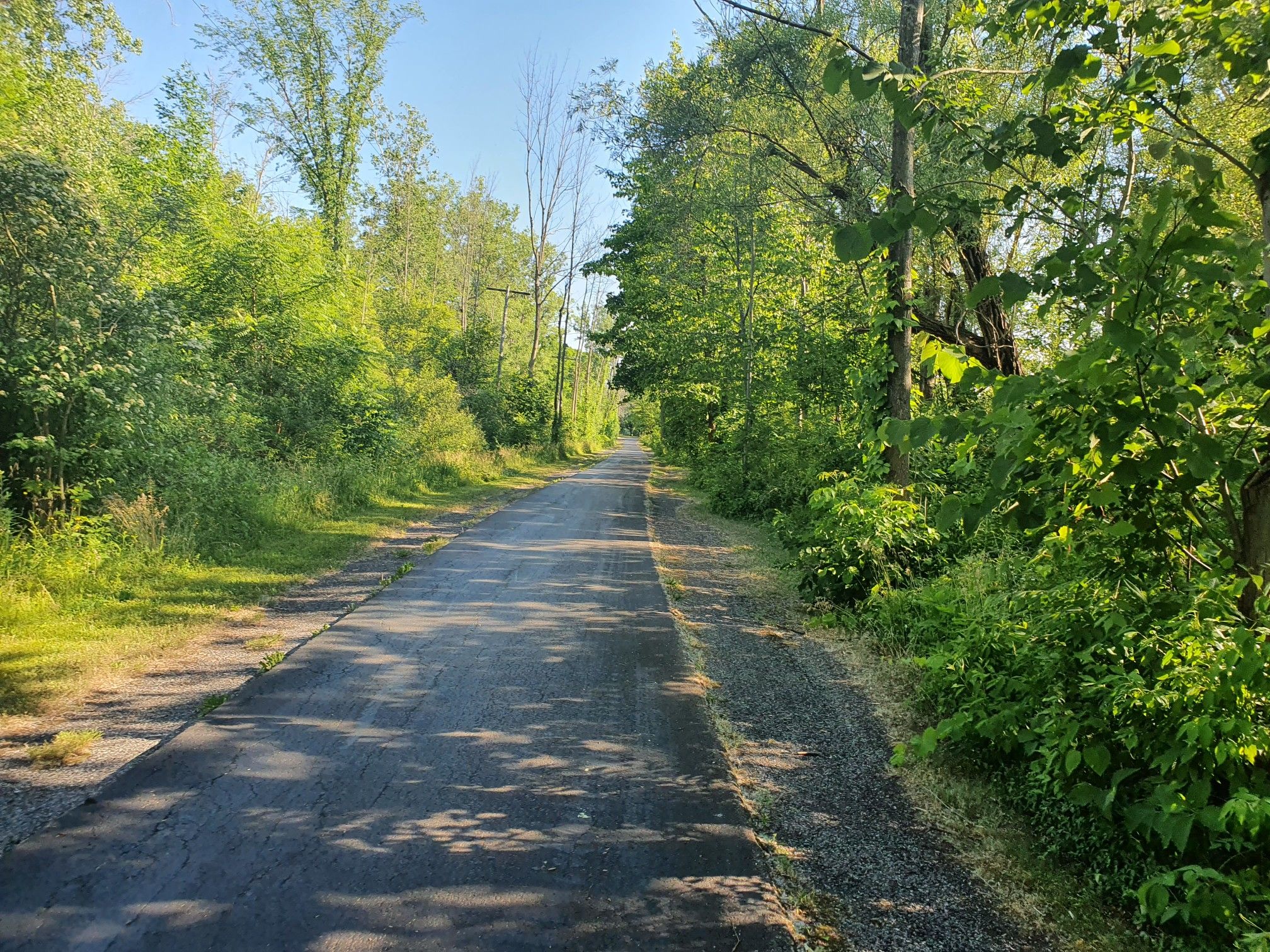 Paved path through a dense green forest on a sunny day. - Uncle G's Icecream – Erie Canalway Trail loop from Pendleton Center