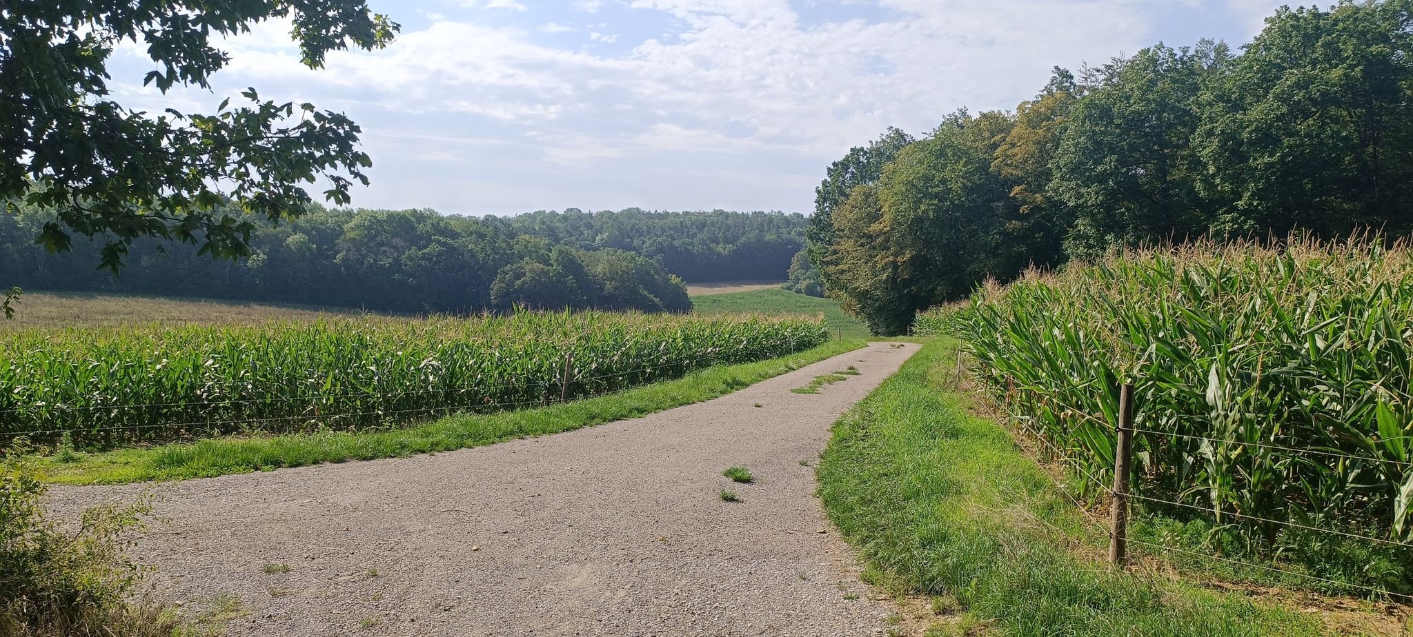 Wald- und Wiesenwege