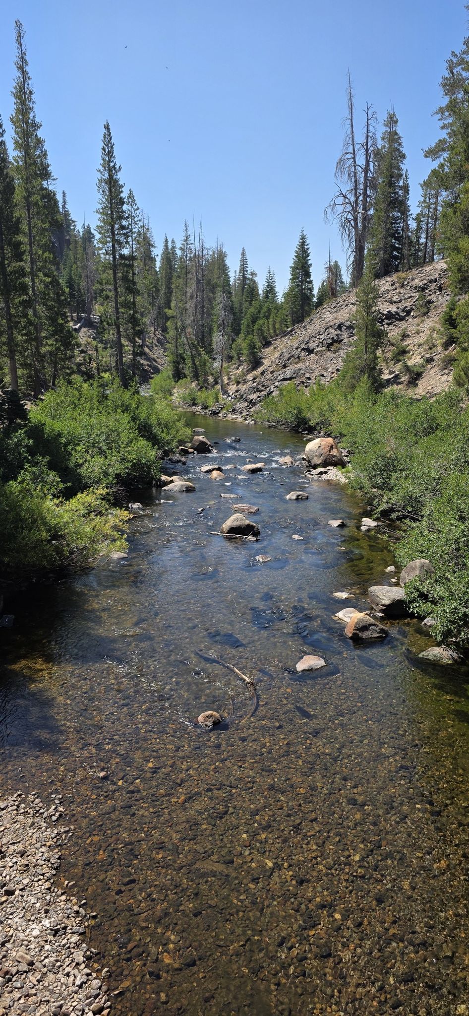 Clear river with rocks flowing through a sunny, forested canyon. - Shadow Creek and John Muir Trail to Garnet Lake