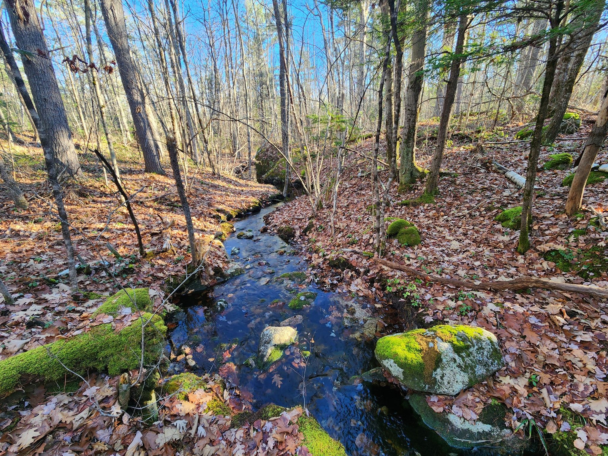 Bright sunlight illuminates a small stream winding through a bare forest. - Smith Preserve Long Loop trail run