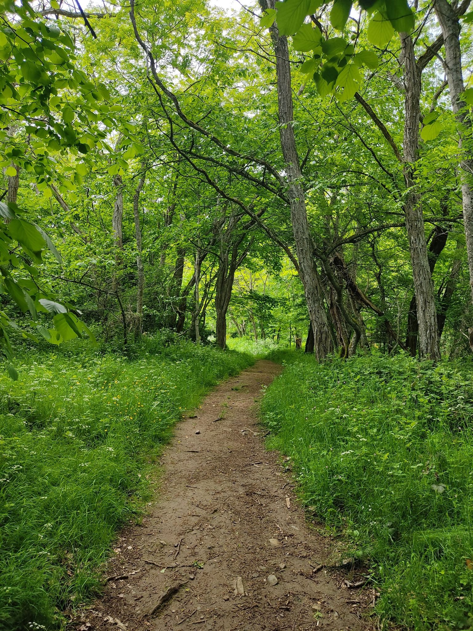 Schöner Waldpfad