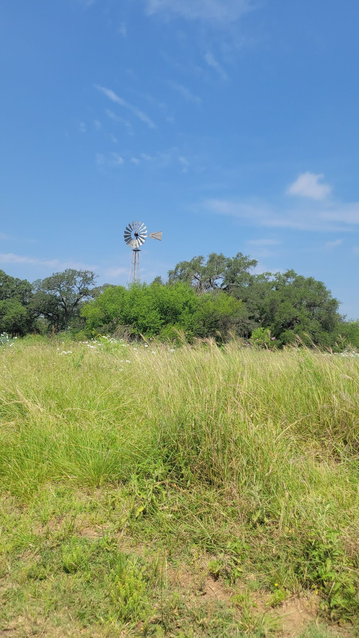 A windmill stands in a tall grassy field under a bright blue sky. - McAllister Park – Salado Creek Trail loop from Mud Creek Park Parking