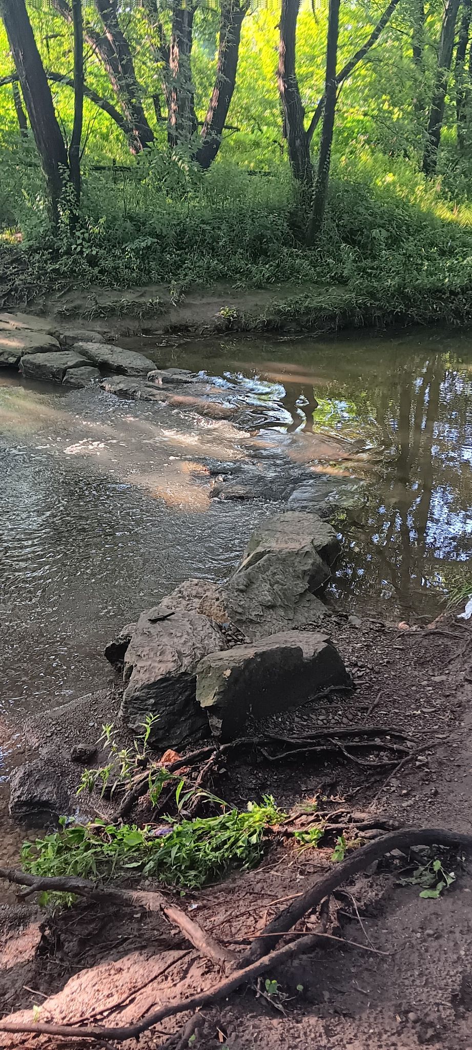 Shallow stream with stepping stones and rocks, surrounded by green forest. - Frontier Park – Cascade Creek loop from LECOM Bayfront