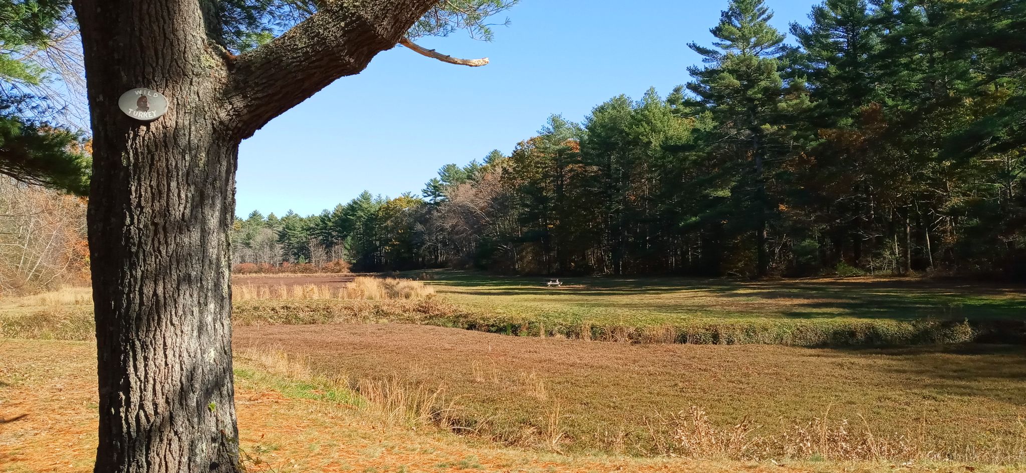 Large tree trunk foreground, overlooking a field and distant forest. - Massasoit State Park Loop