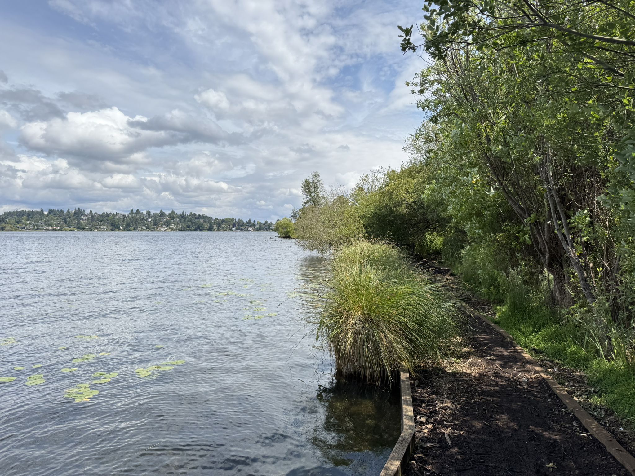 Dirt path alongside a lake with lush green trees under a cloudy sky. - Foster Island Trail