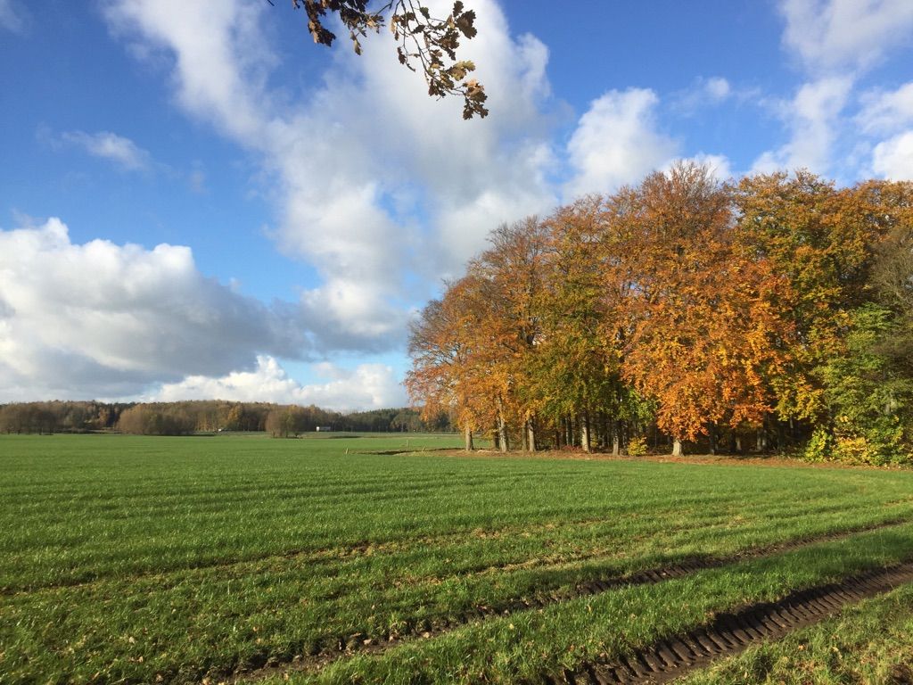 Waldpark Hainholz