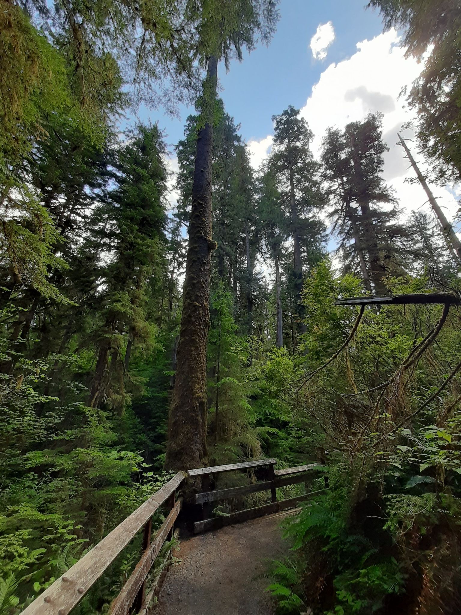 A tall tree towers over a wooden boardwalk path in a dense forest. - Hiking loop from Quinault