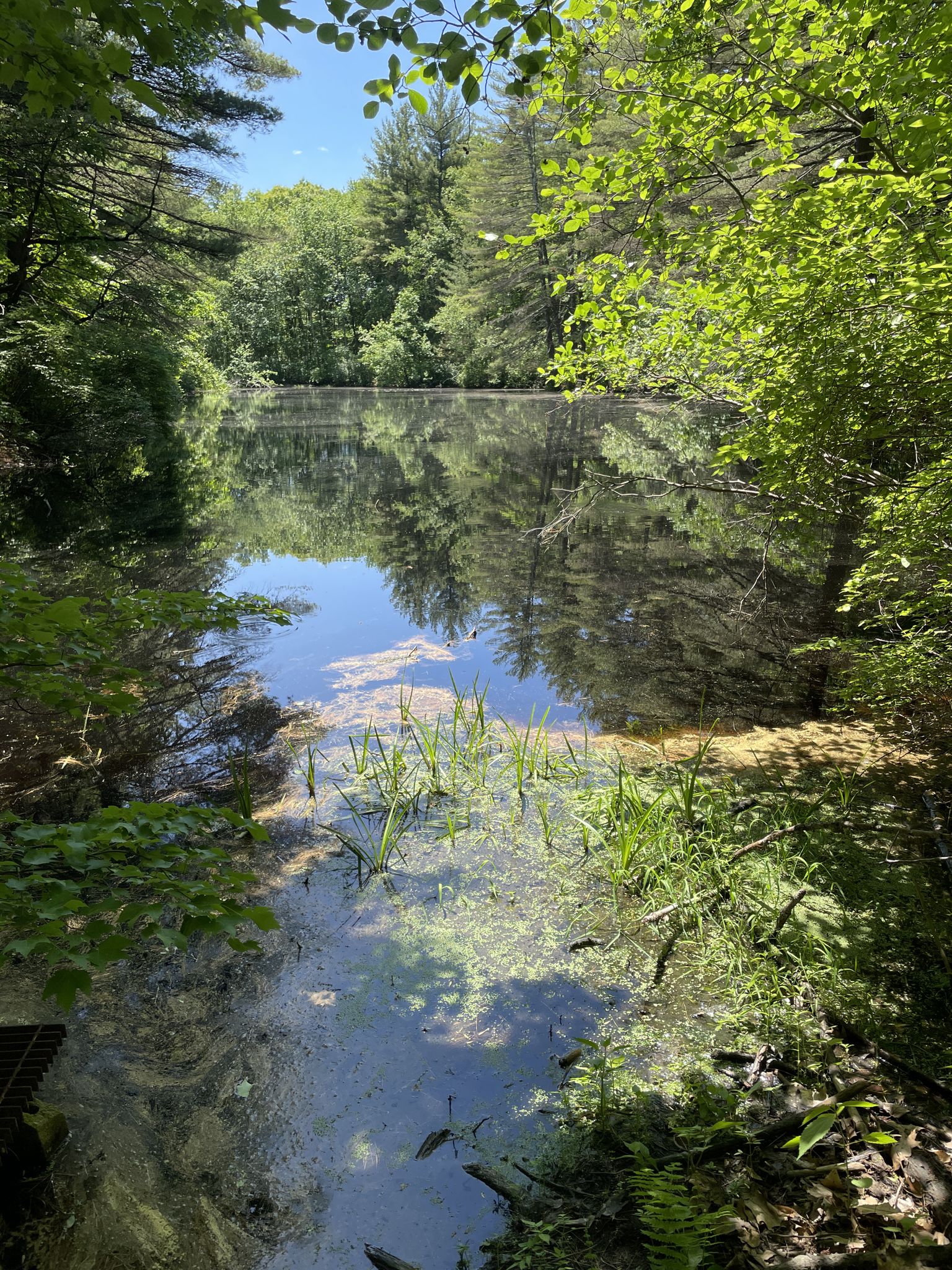Sunny pond with lush green reflections and aquatic plants, surrounded by trees. - Peabody Loop