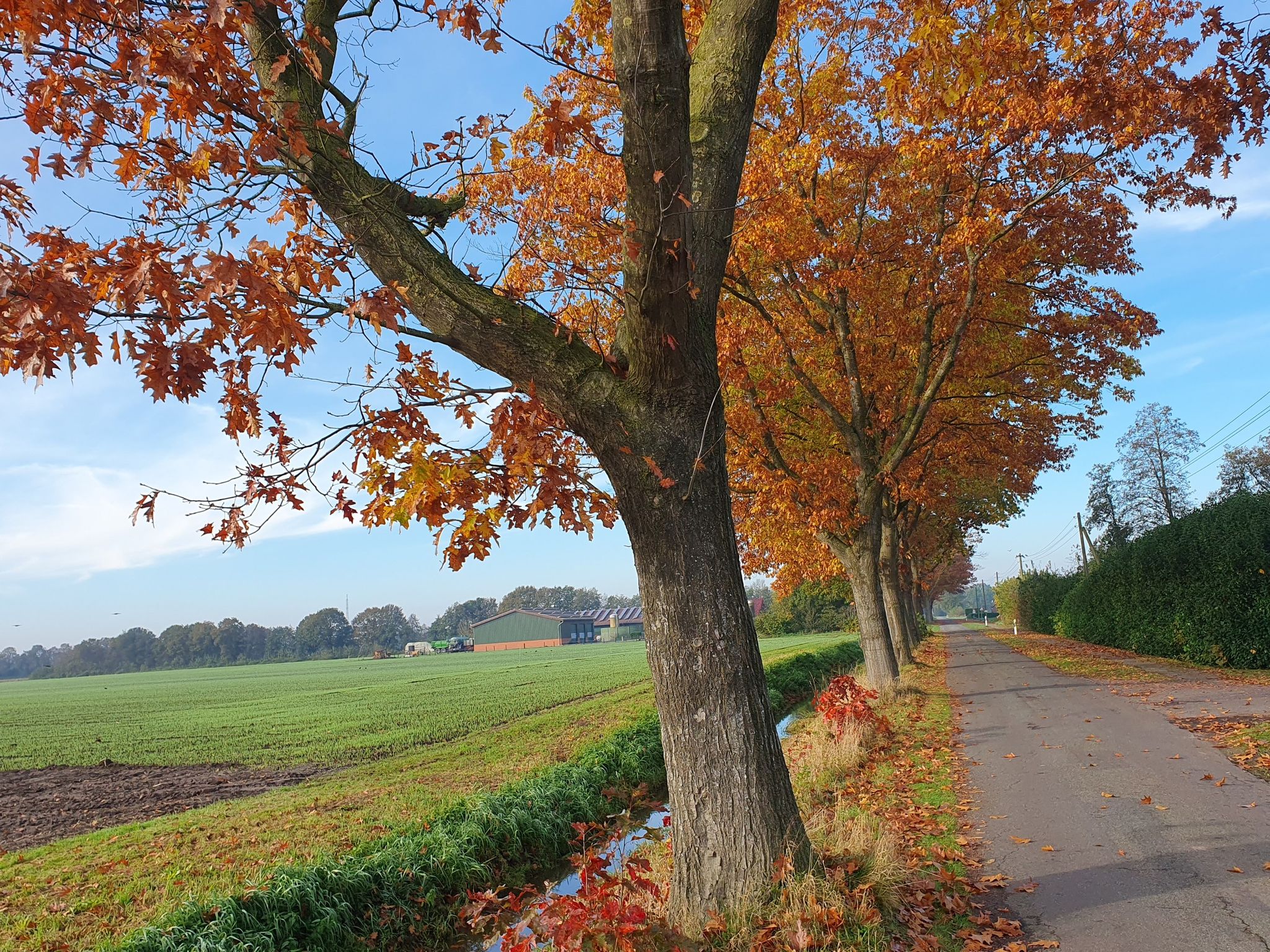 Diese Bäume (amerikanische Eiche) haben ihr prächtiges Herbstkleid angelegt.