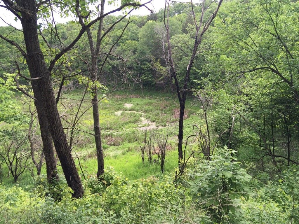Lush green clearing in a dense forest under diffused light. - Emma Carlin Trails loop from Eagle Oak Opening State Natural Area