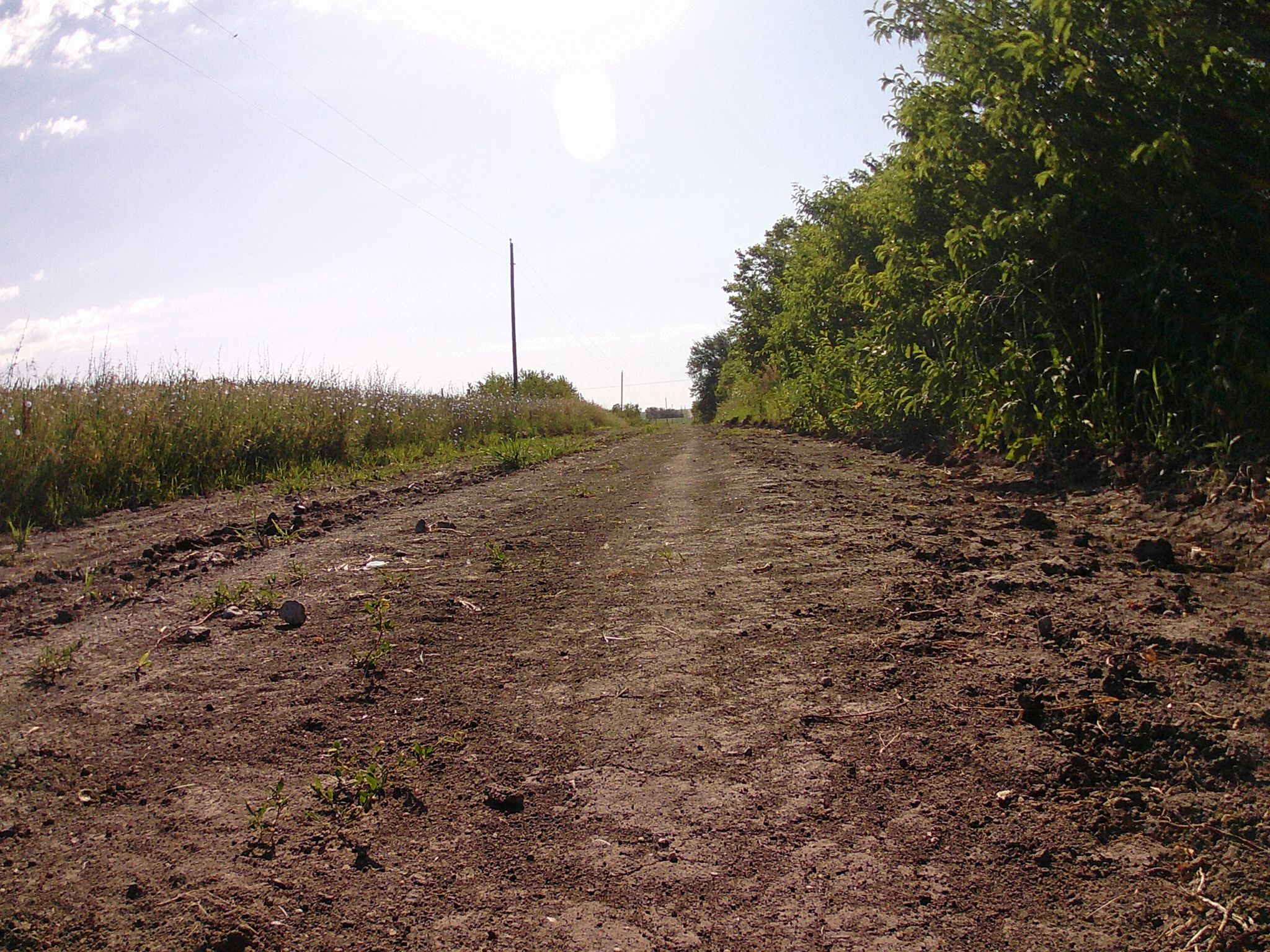 A sunlit dirt path runs between tall green trees and grassy fields. - Billy Wolff Trail