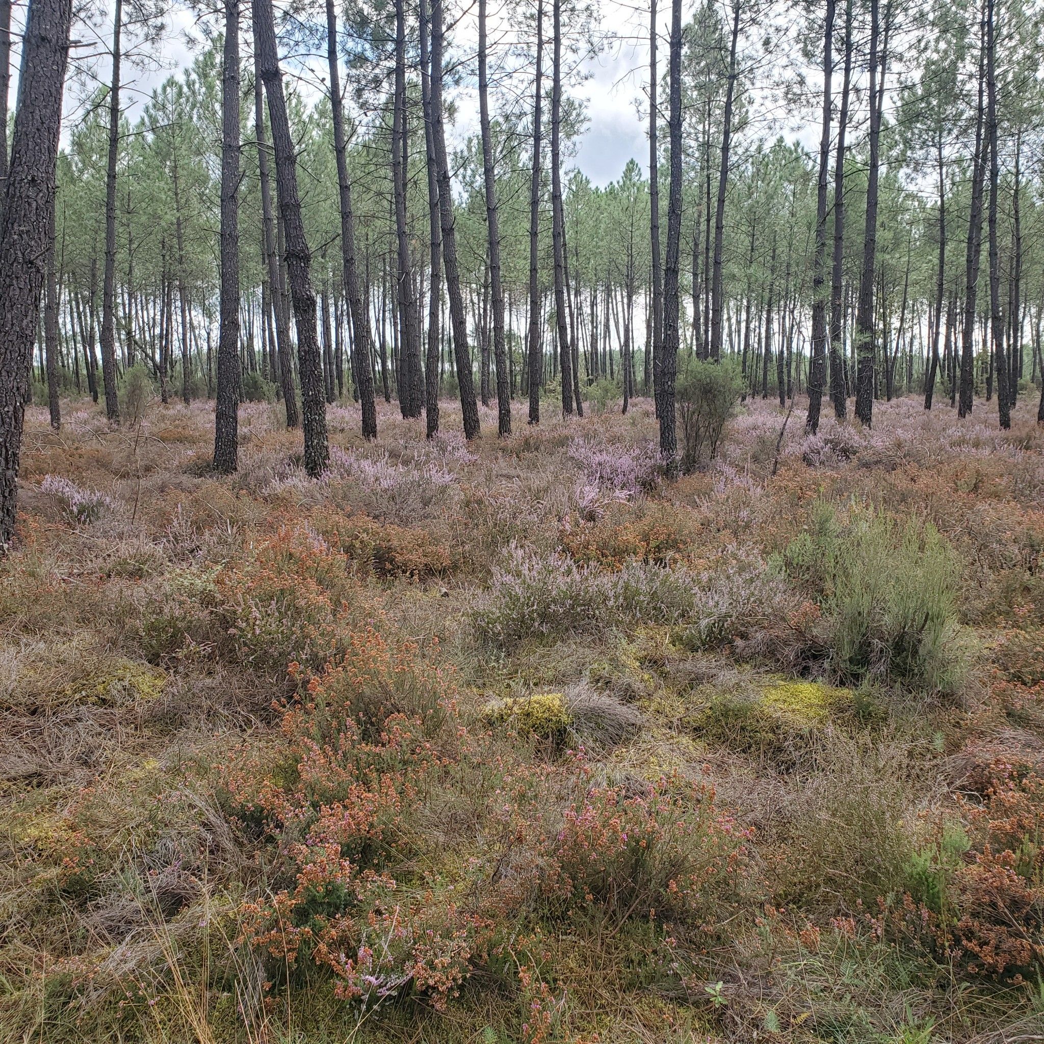 Ein ganzer Wald voller Heidekraut