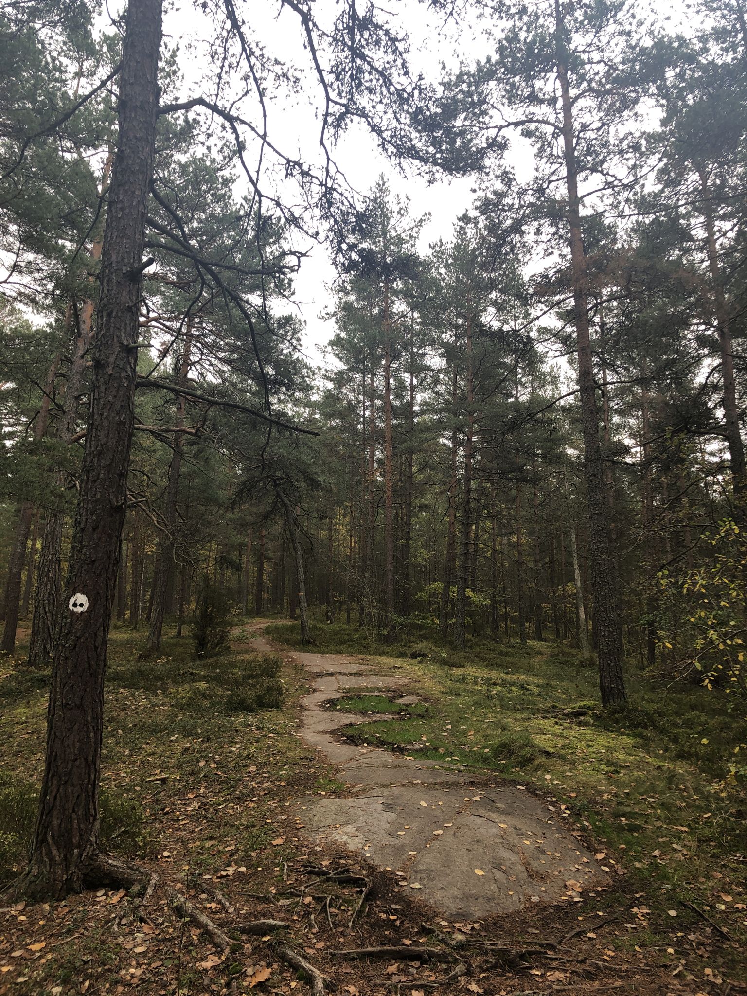 Great path for MTB affectionados 