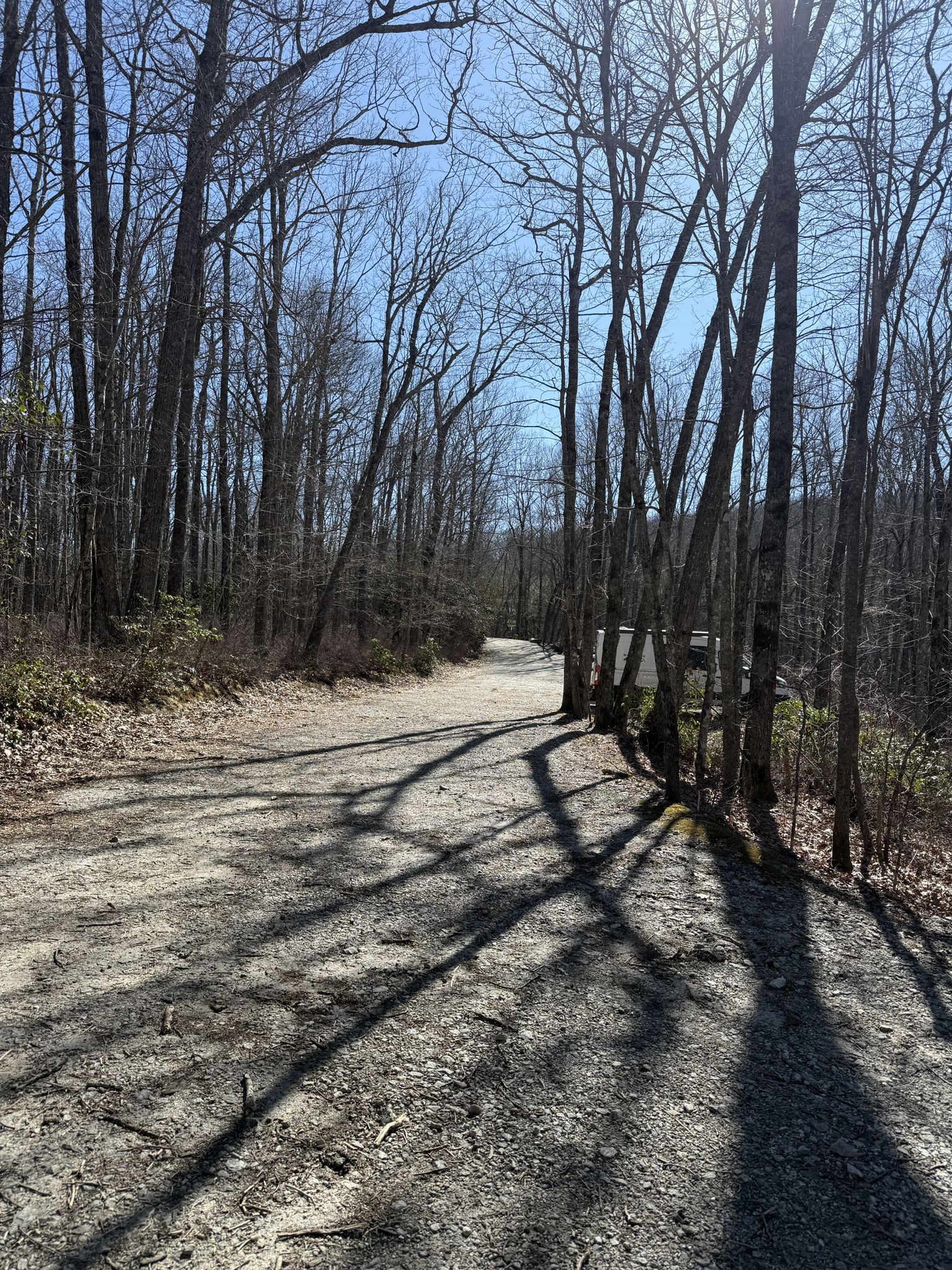 Sunny dirt path winding through a forest of bare trees, casting long shadows. - Panthertown Backcountry Loop