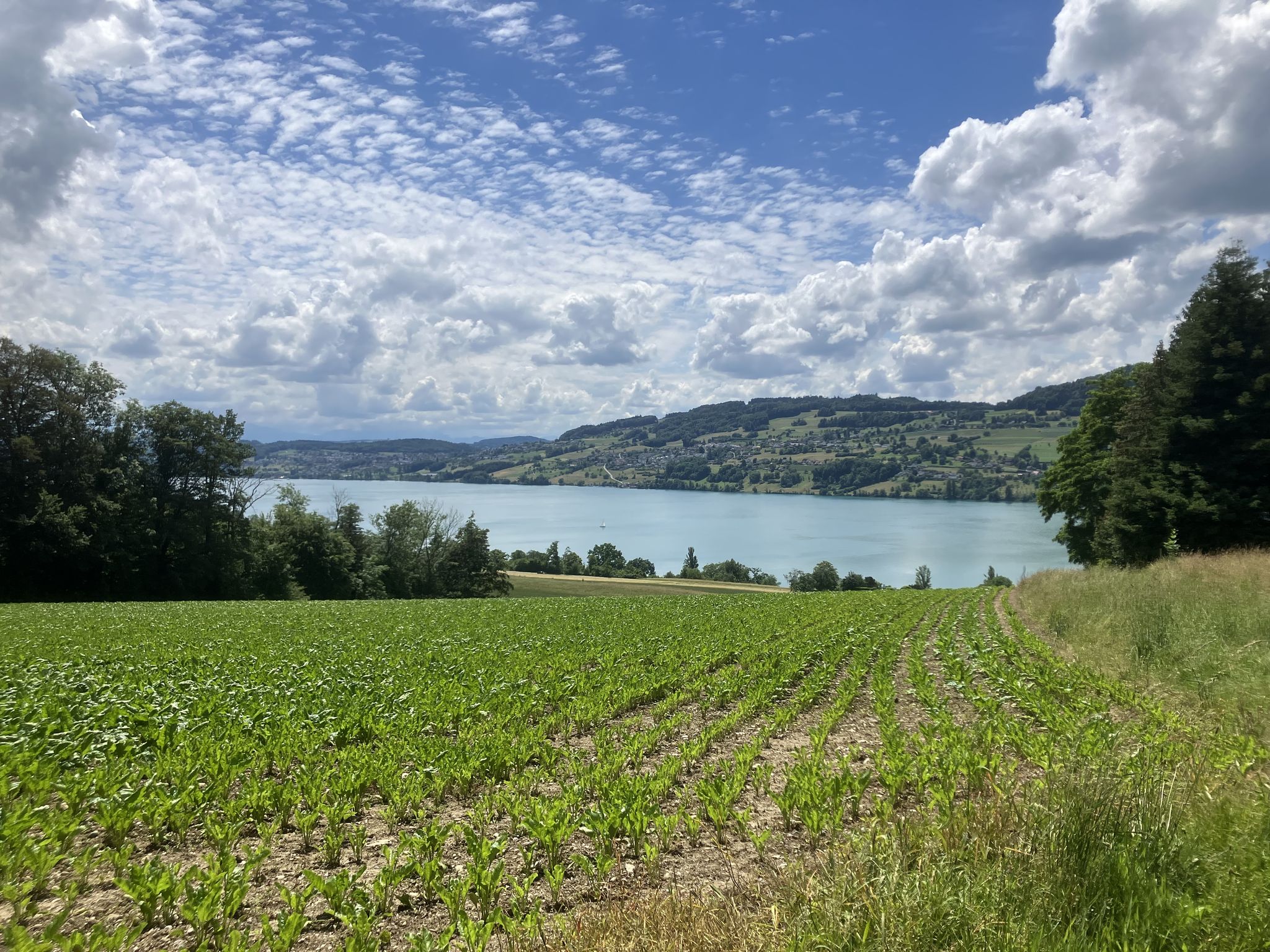 Rückfahrt über den Hallwilersee.