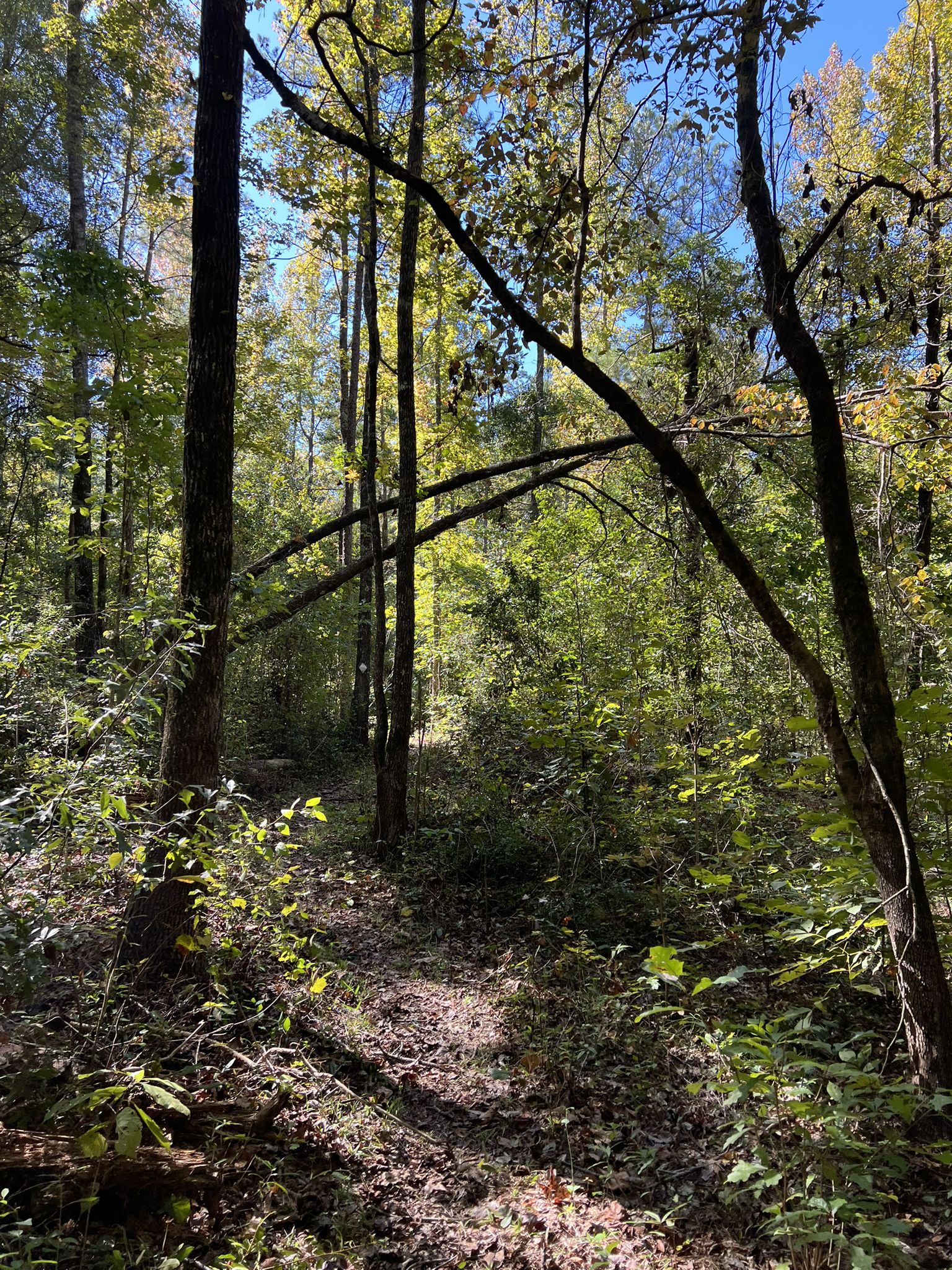 A sun-dappled forest path with green foliage and fallen tree branches. - Bartram National Recreational Trail