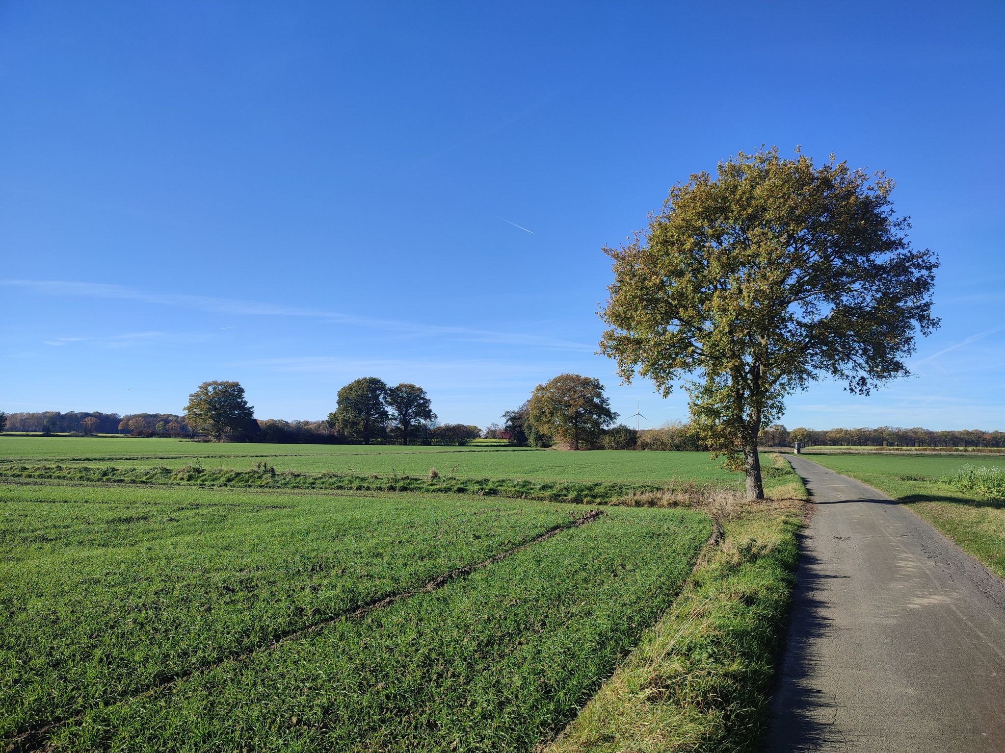Wittlerheide