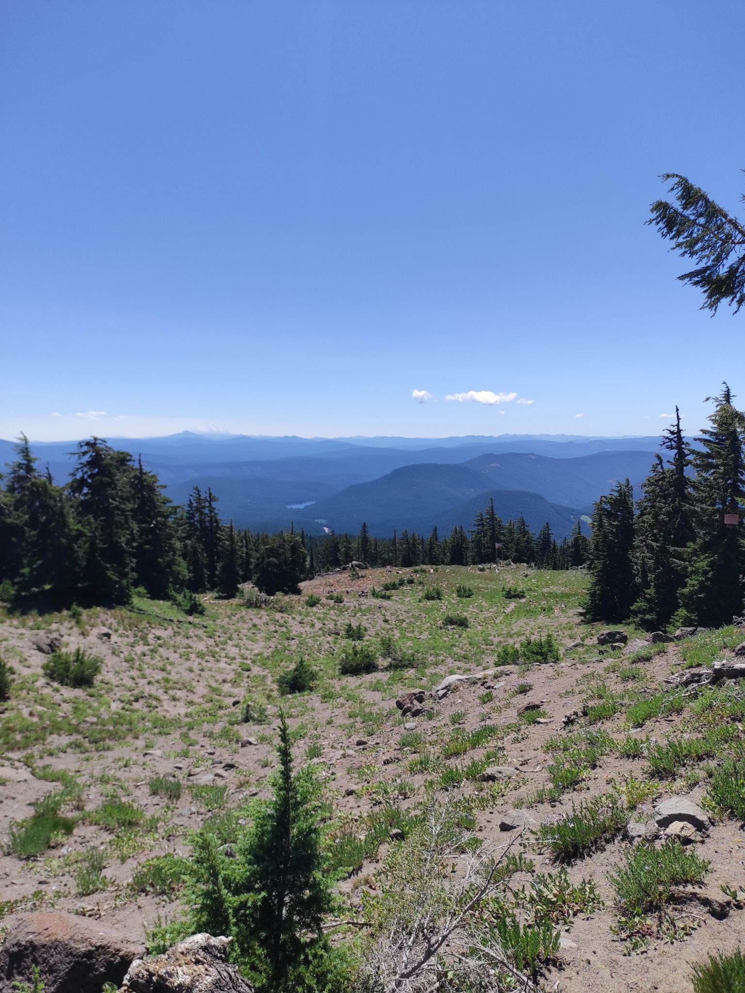 Sunny mountain vista with evergreen trees and distant hazy peaks. - Zigzag Canyon Overlook via Pacific Crest Trail