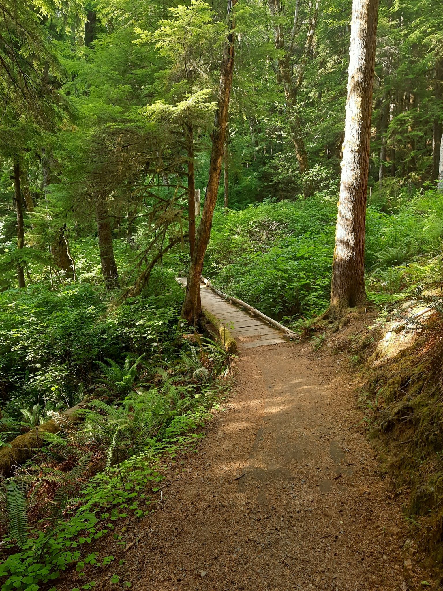 A sunlit dirt path winds through a lush green forest to a wooden bridge. - Elk Creek Conservation Area