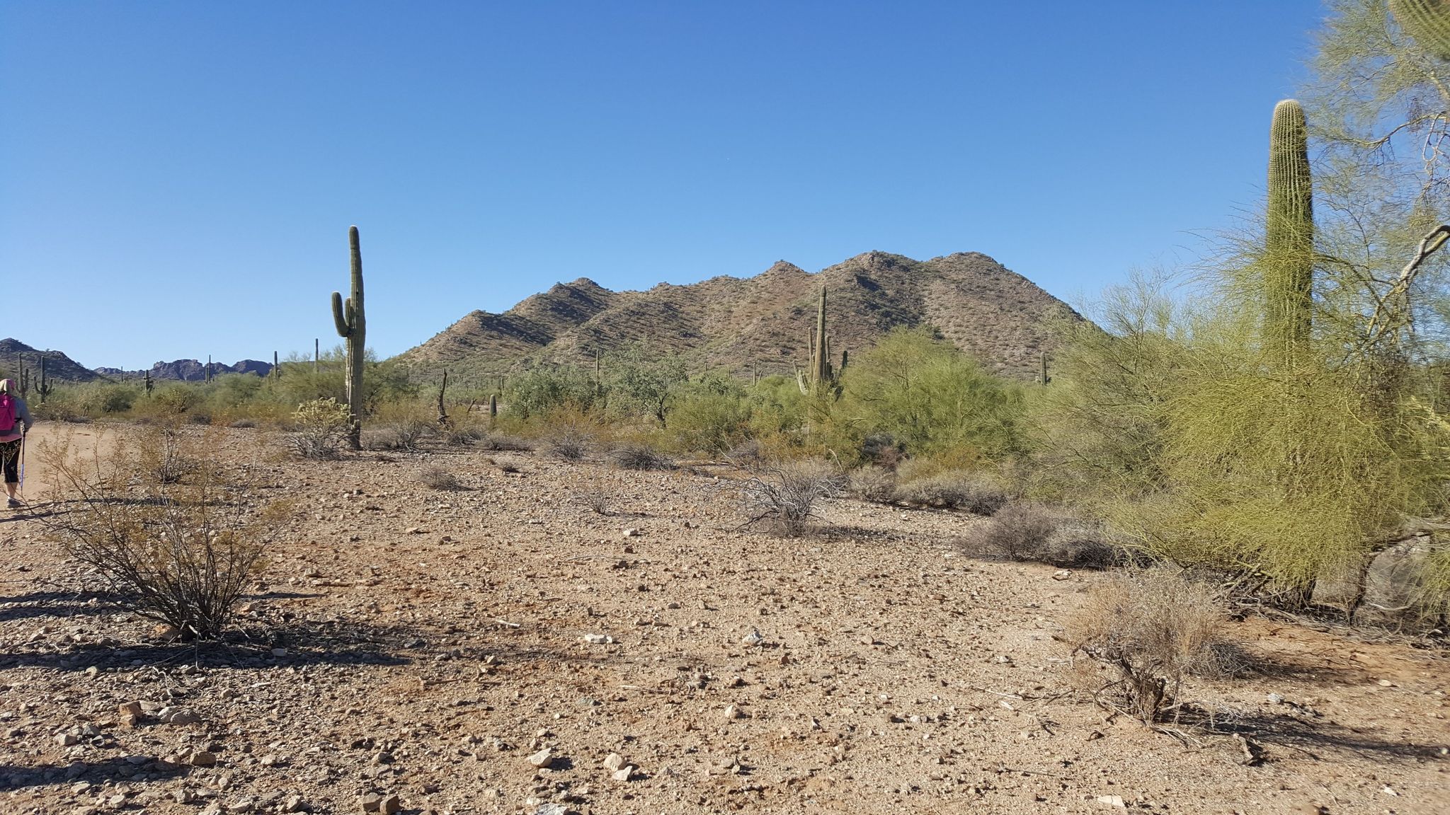 Person walking on a wide dirt path through sunny desert with saguaro cacti. - San Tan Trail Short Out-and-Back
