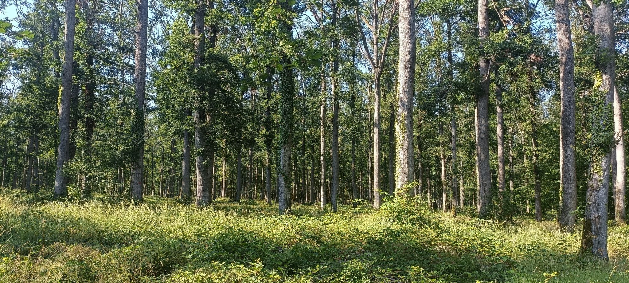 la chêneraie