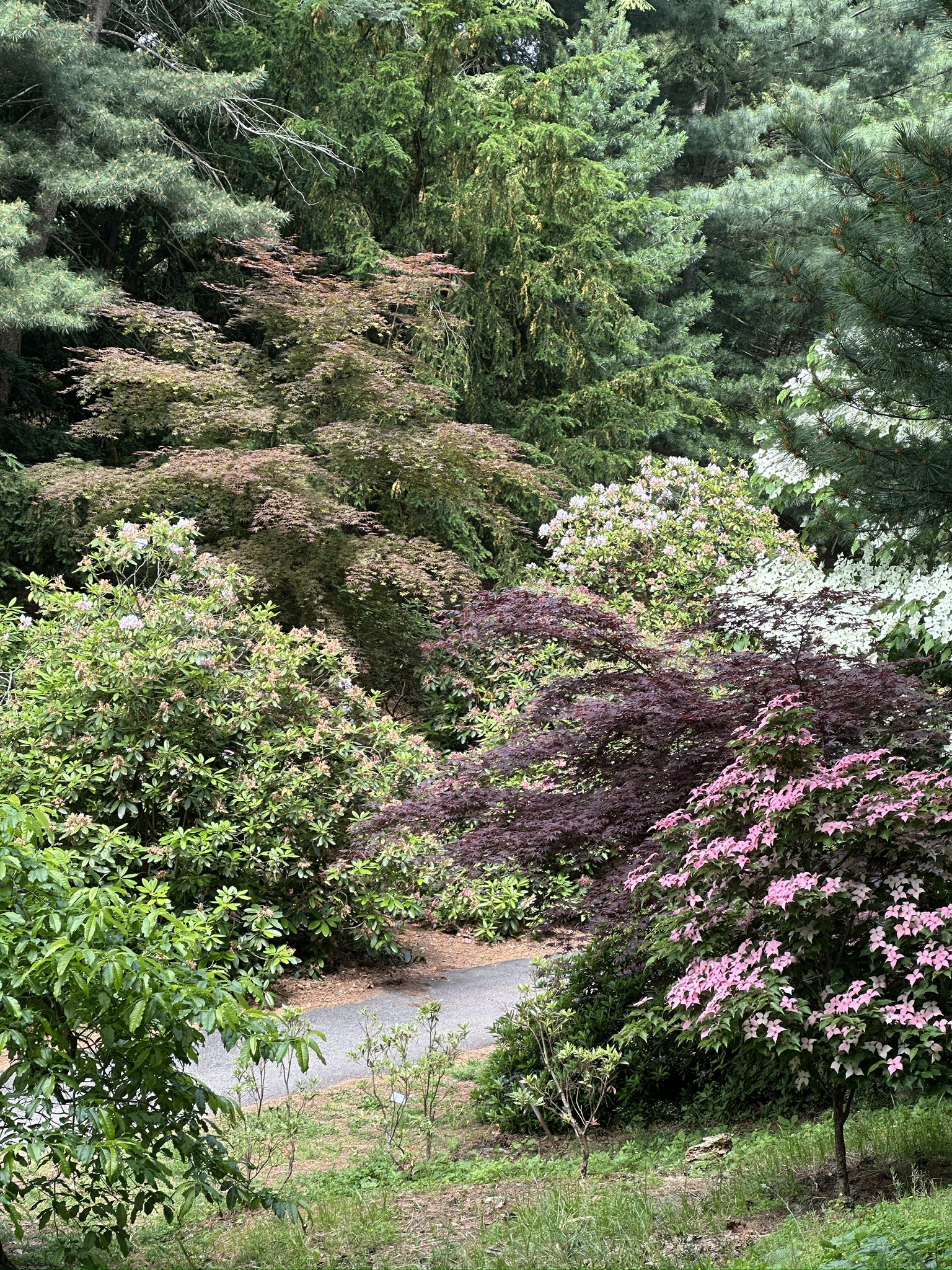 Lush forest scene with diverse green, pink, and purple foliage, and a winding path. - Highland Reservoir Loop Trail